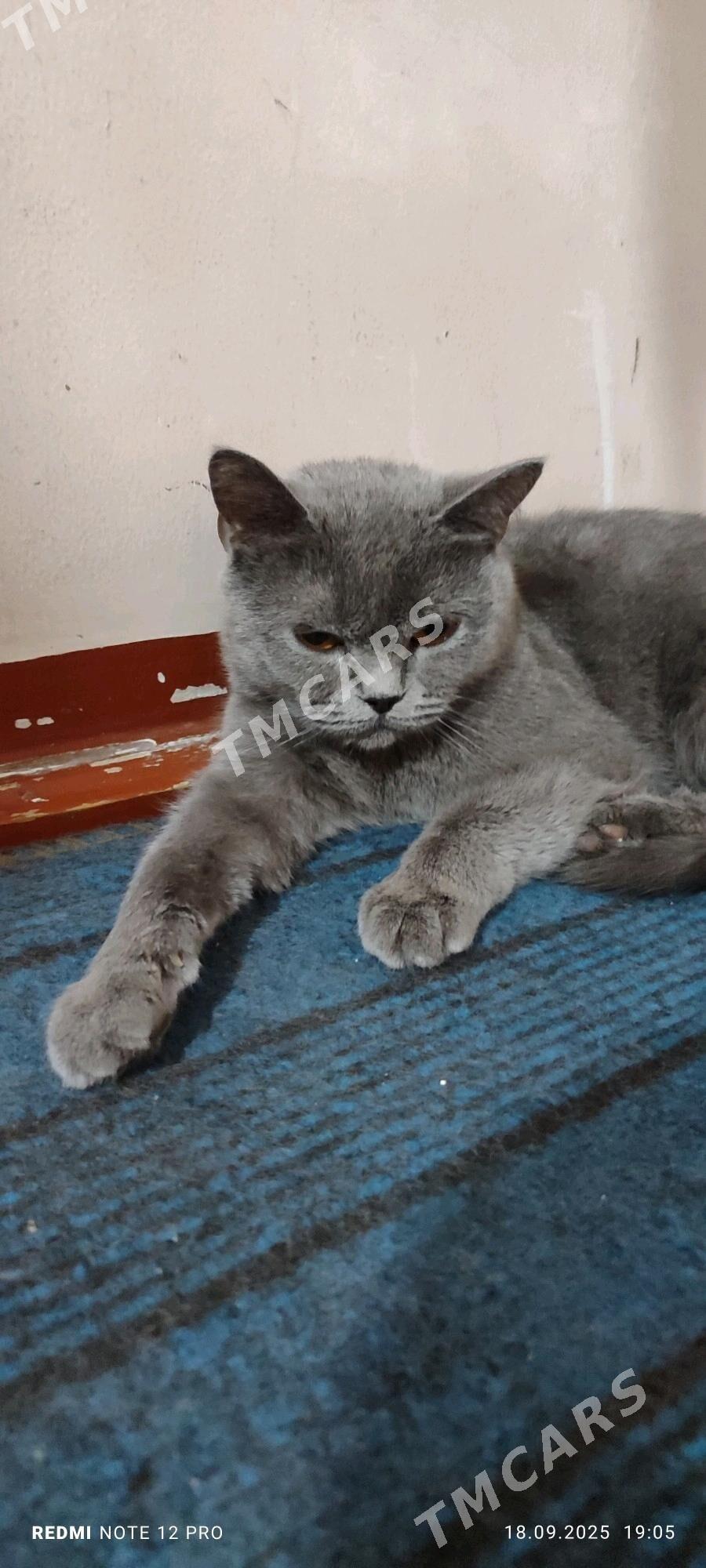 Шотландская кошка - Mary - img 2