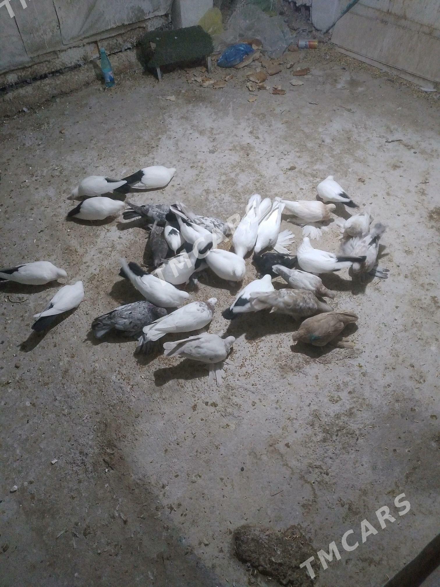 kepderi - Aşgabat - img 3