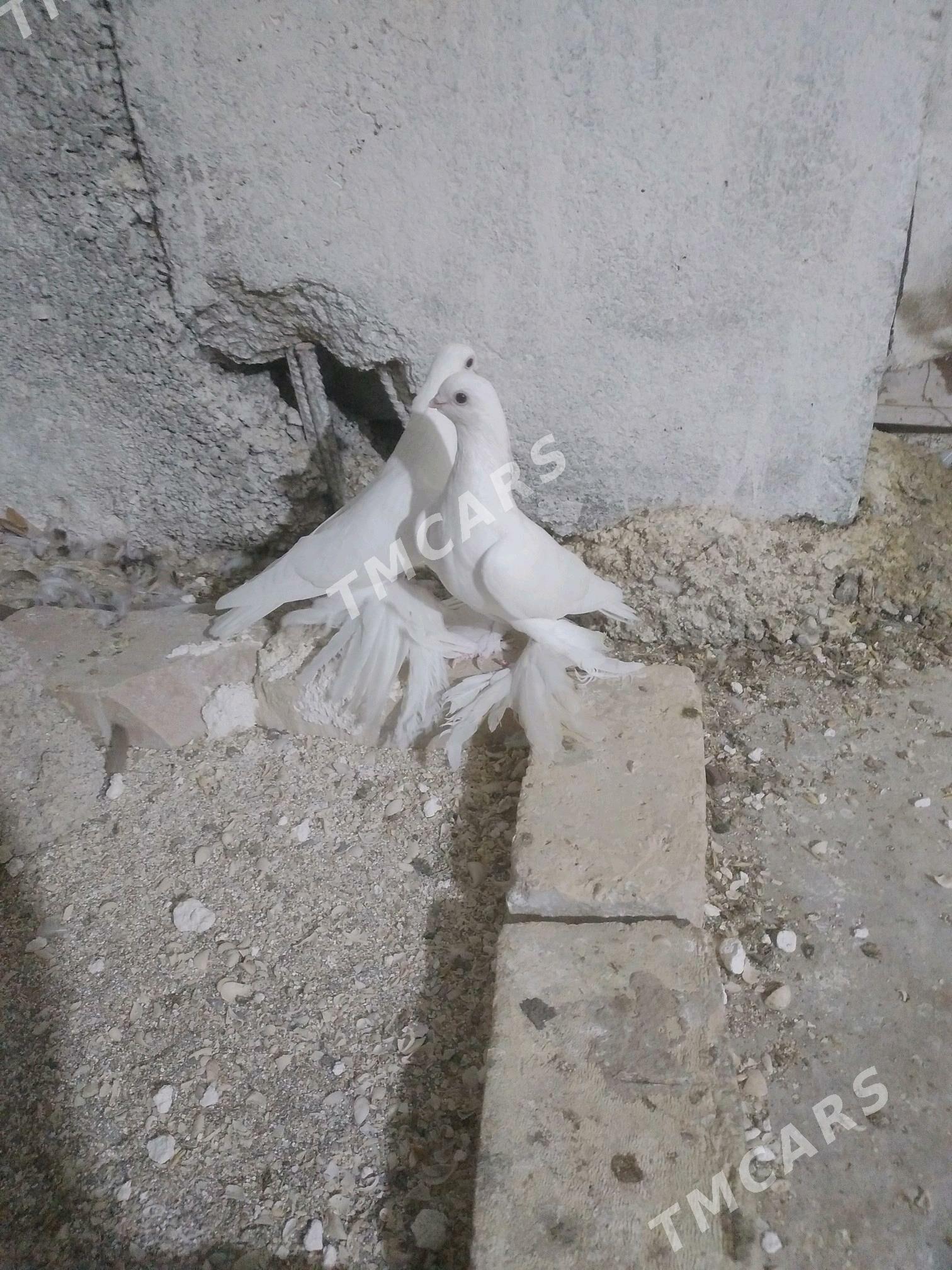 kepderi - Aşgabat - img 2