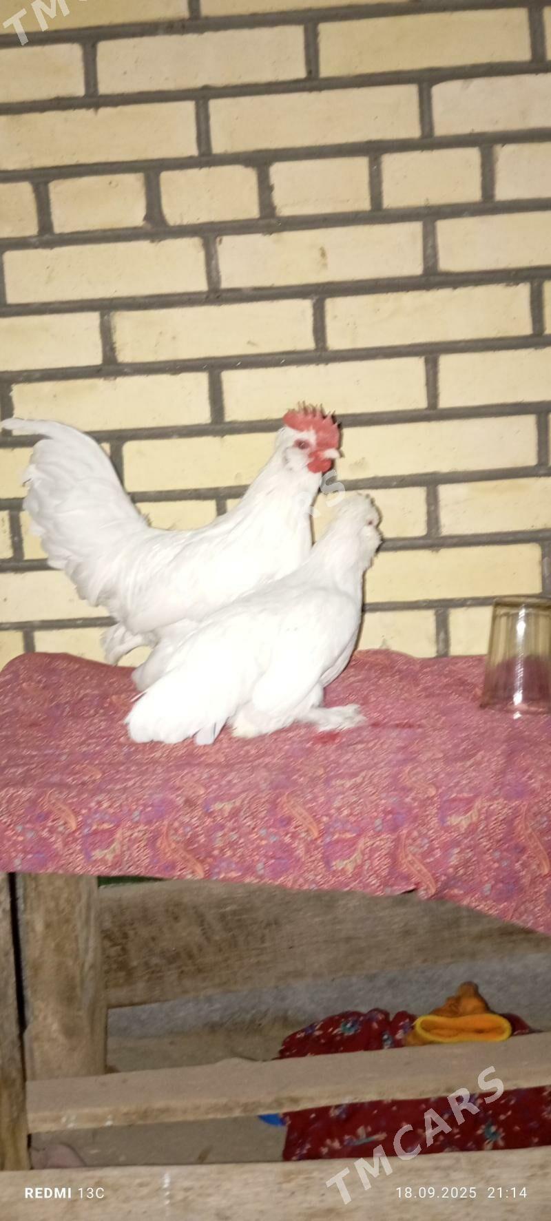 Karlik - Baýramaly - img 2