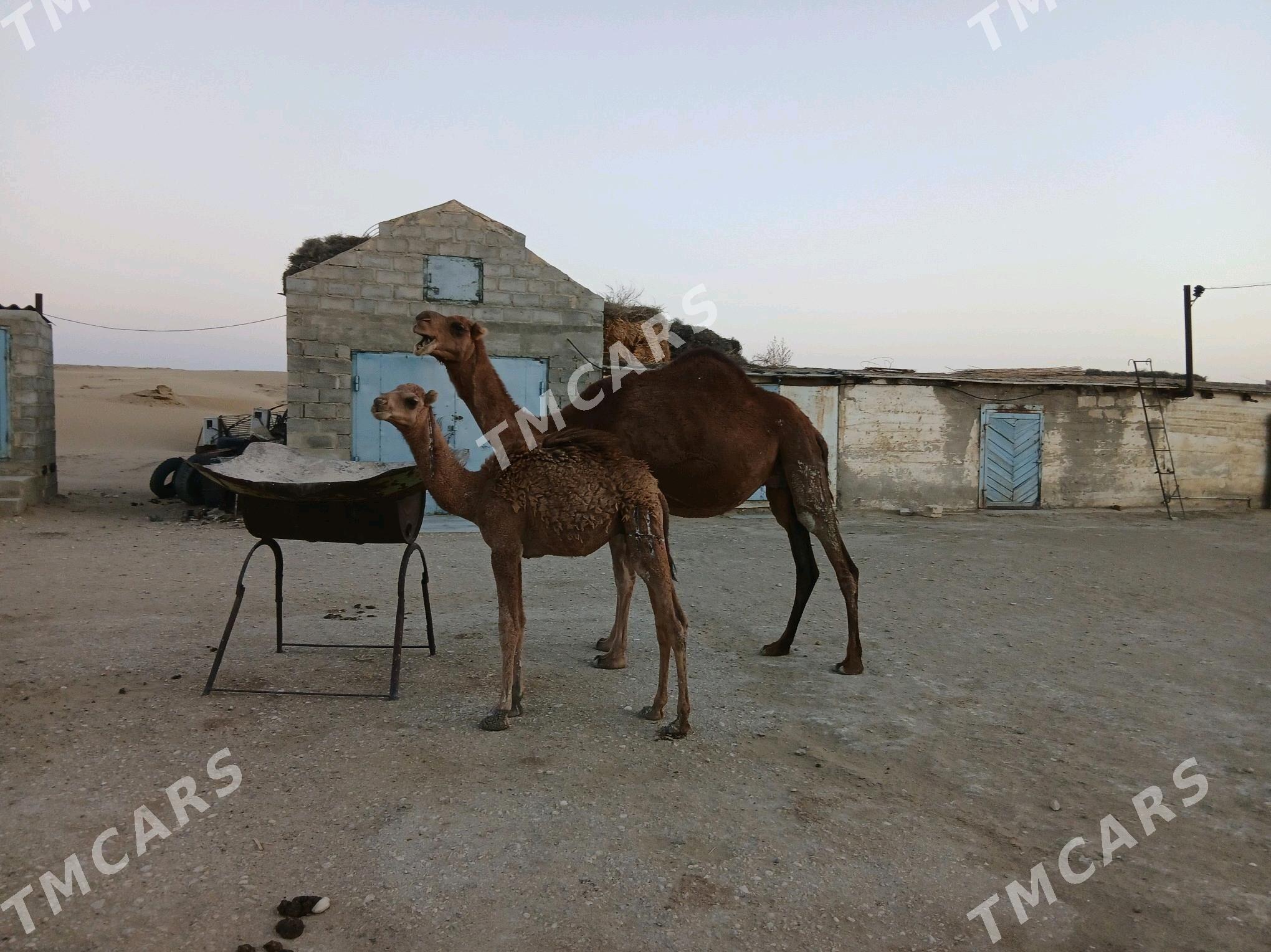 Duye - Esenguly - img 2