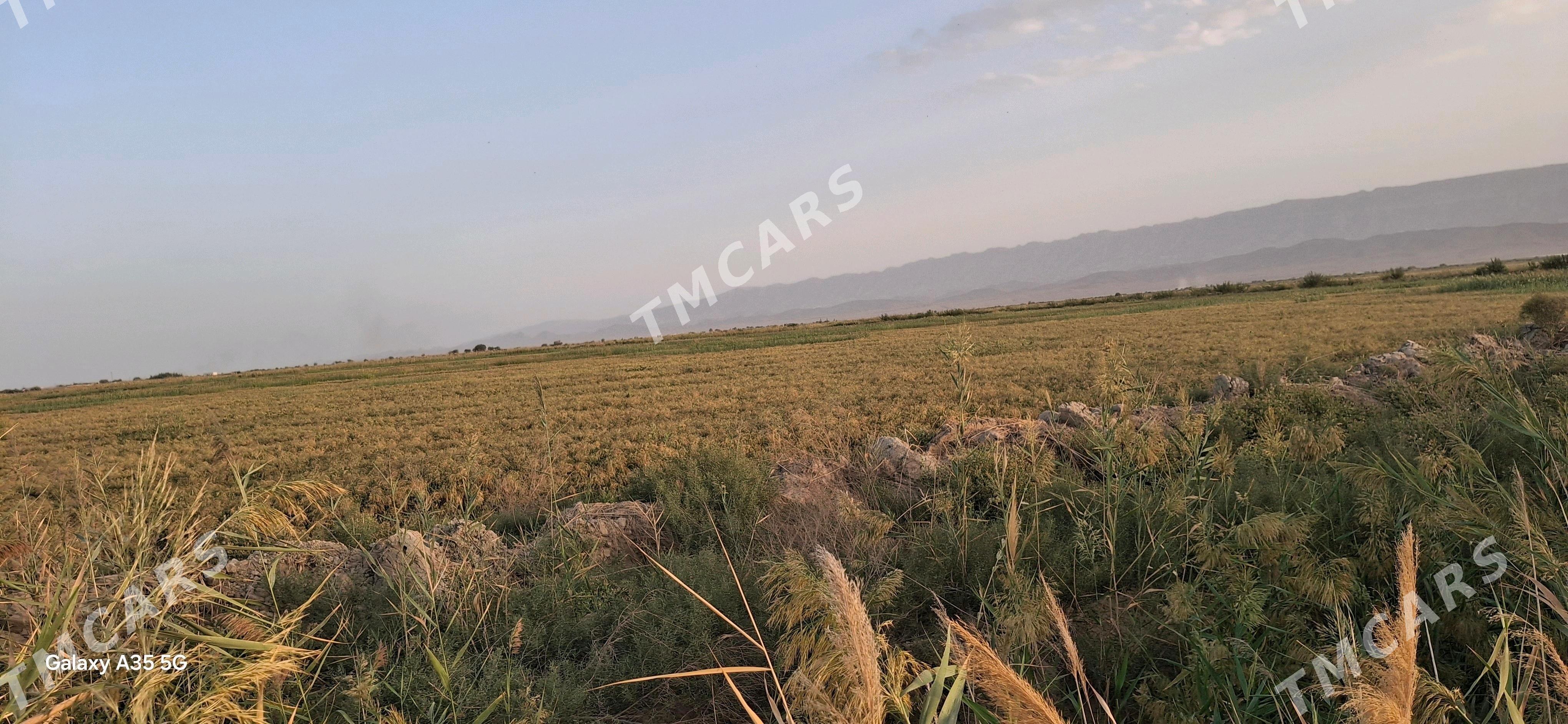 saman daryn samany - Aşgabat - img 2