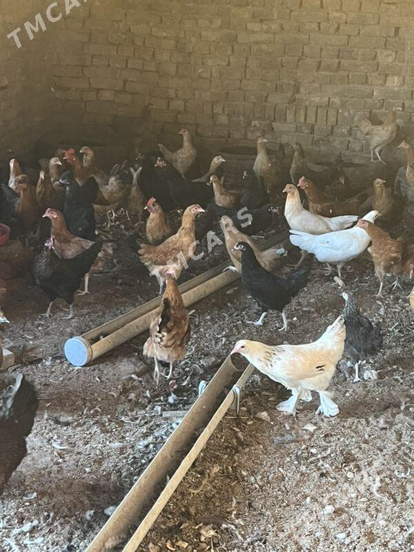 towuklar - Türkmenabat - img 2