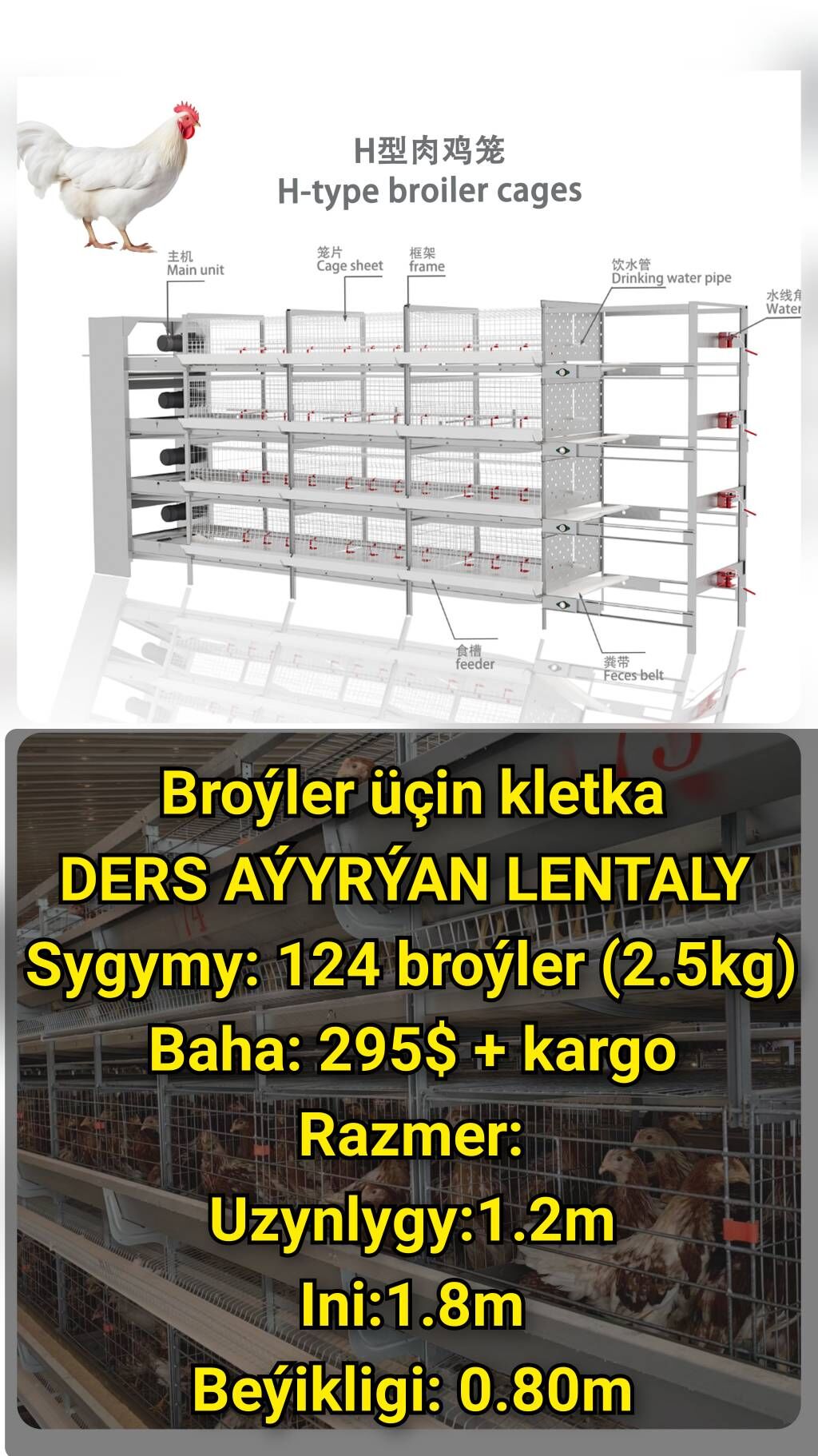 Inkubator towuk jüýje horaz - Ашхабад - img 10