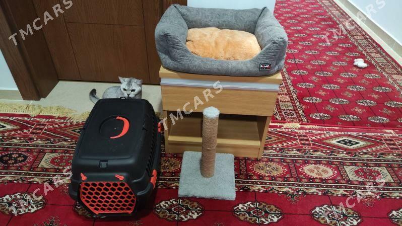 Pishigin zatlary - Aşgabat - img 3