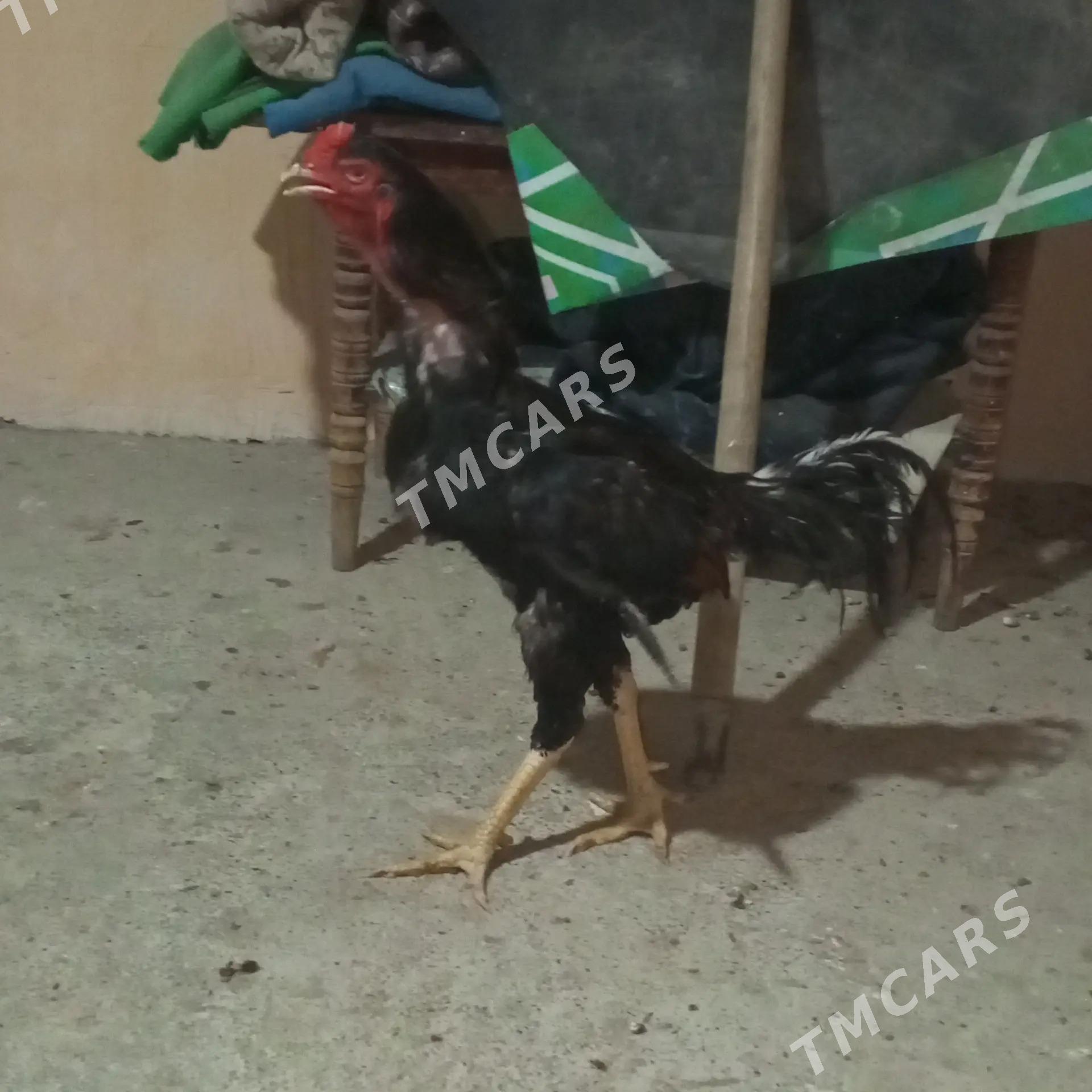 Taşkent jüje - Büzmeýin - img 2