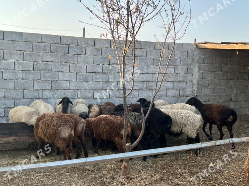 goyun tokly - Aşgabat - img 3