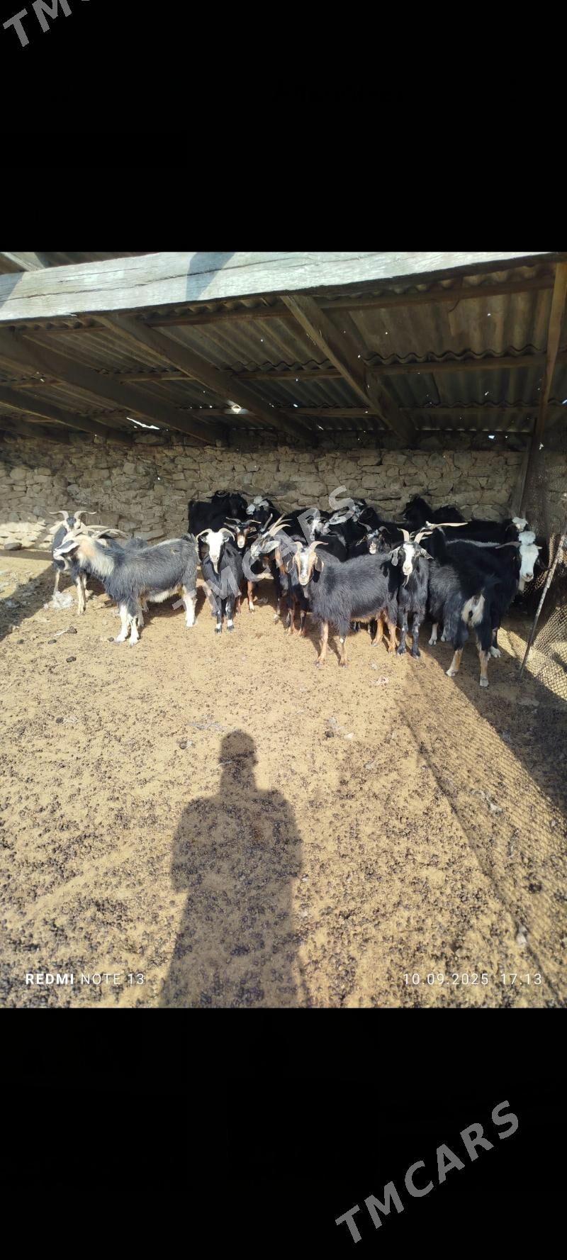 Geçi - Gyzylarbat - img 3