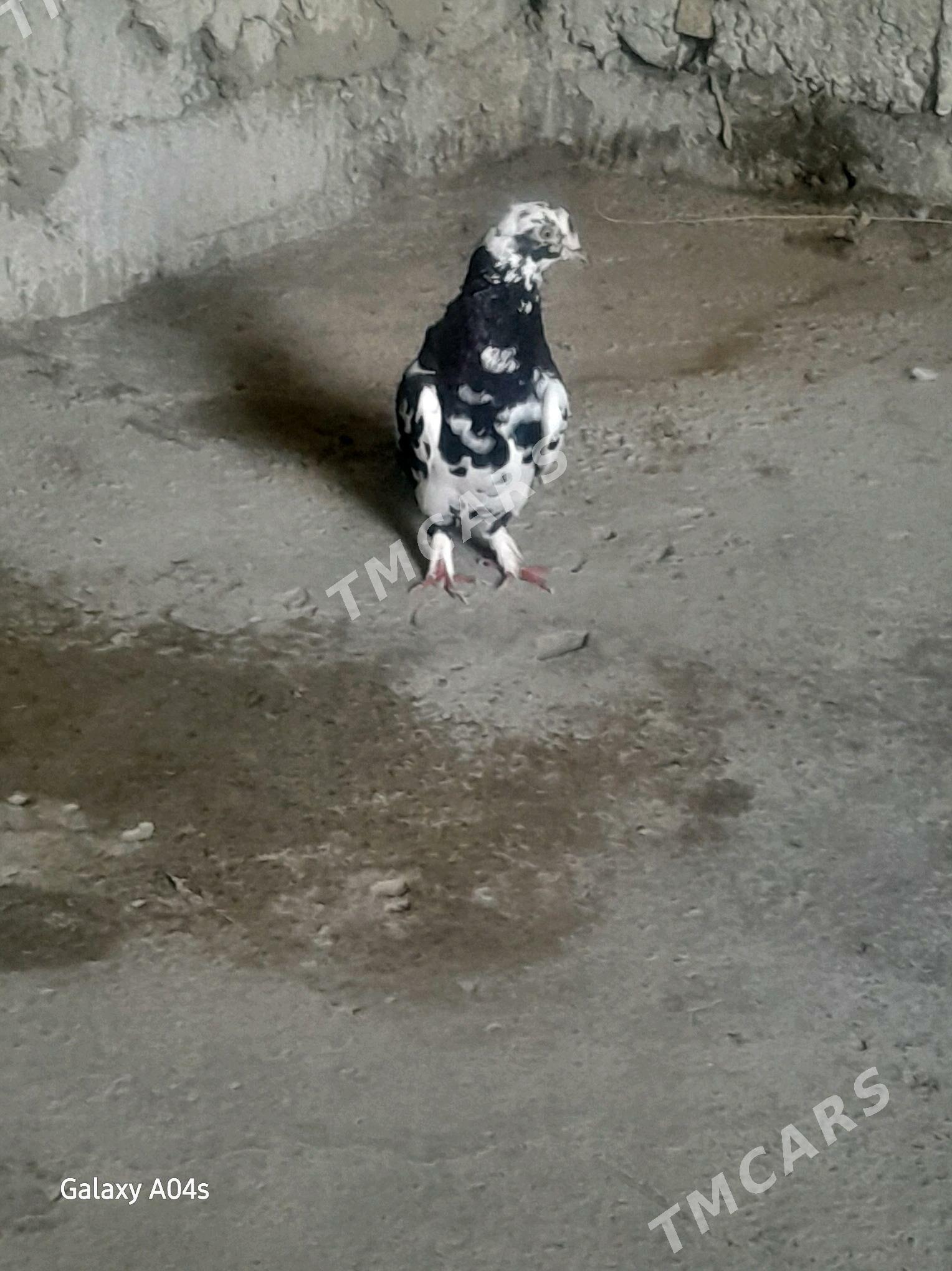 kepderi - Gökdepe - img 3