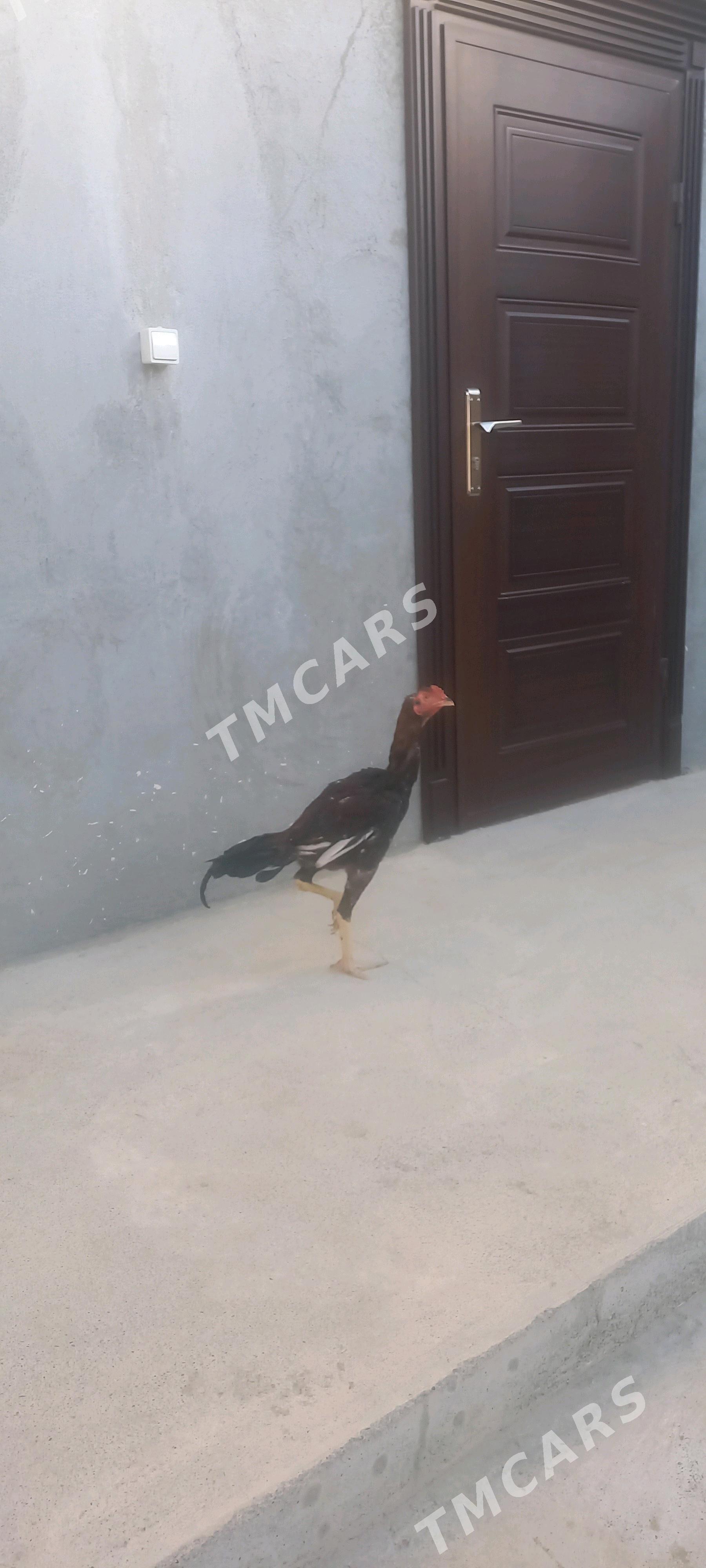 taskent - Aşgabat - img 2