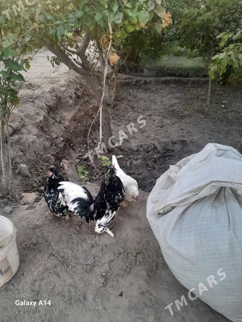 Karlik - Farap - img 3