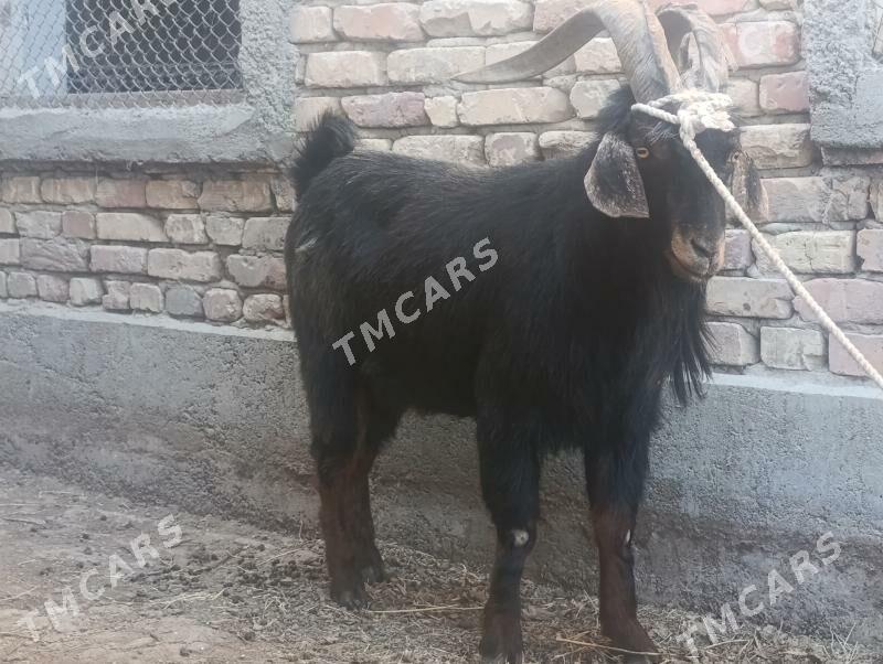 Erkeş - Gökdepe - img 2