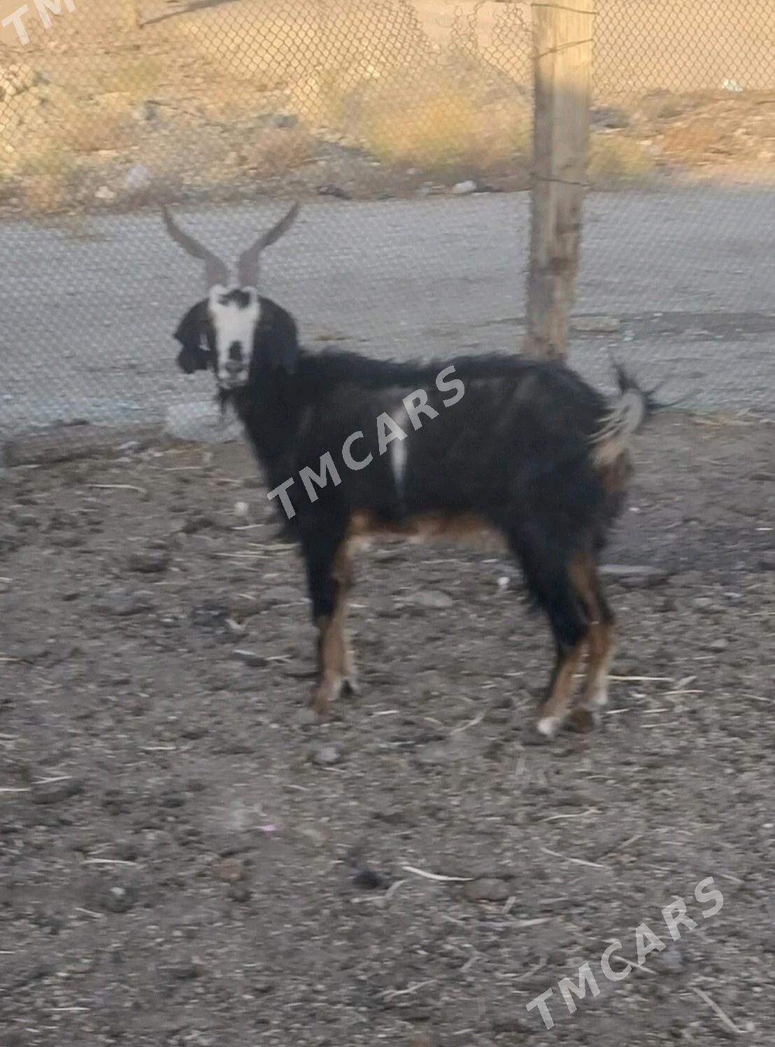 geci - Bereket - img 2
