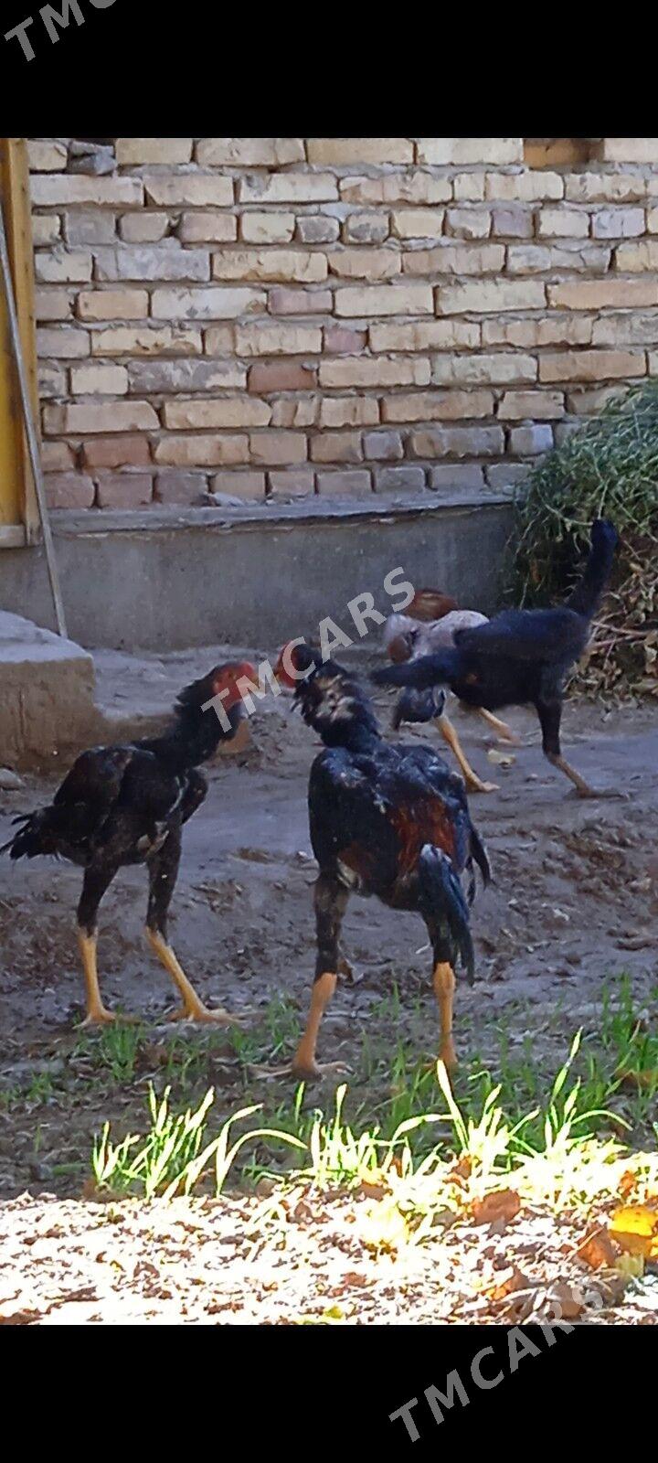 horaz - Türkmenabat - img 2