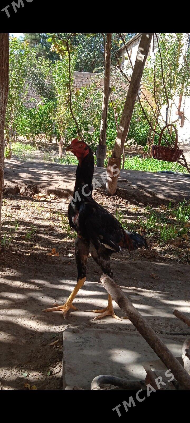 horaz - Türkmenabat - img 3