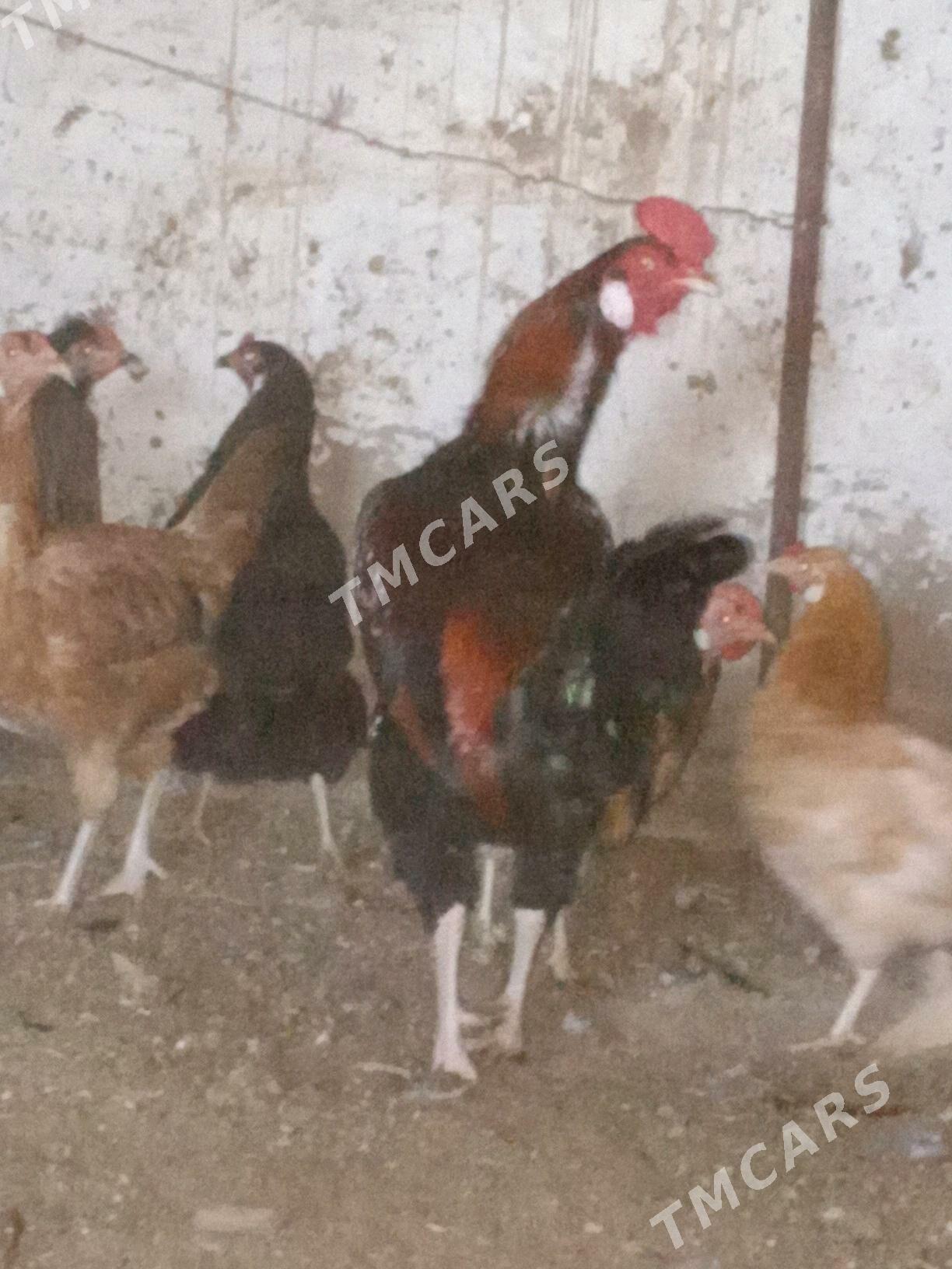 Horaz - Mary - img 2