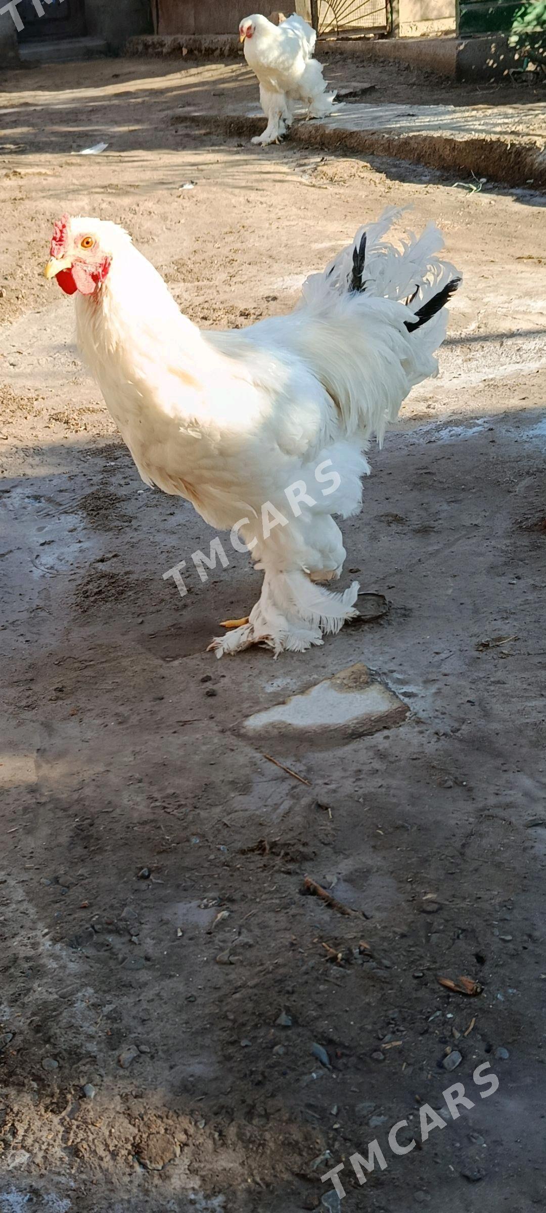 BRAMA HORAZLAR. - Türkmenabat - img 3