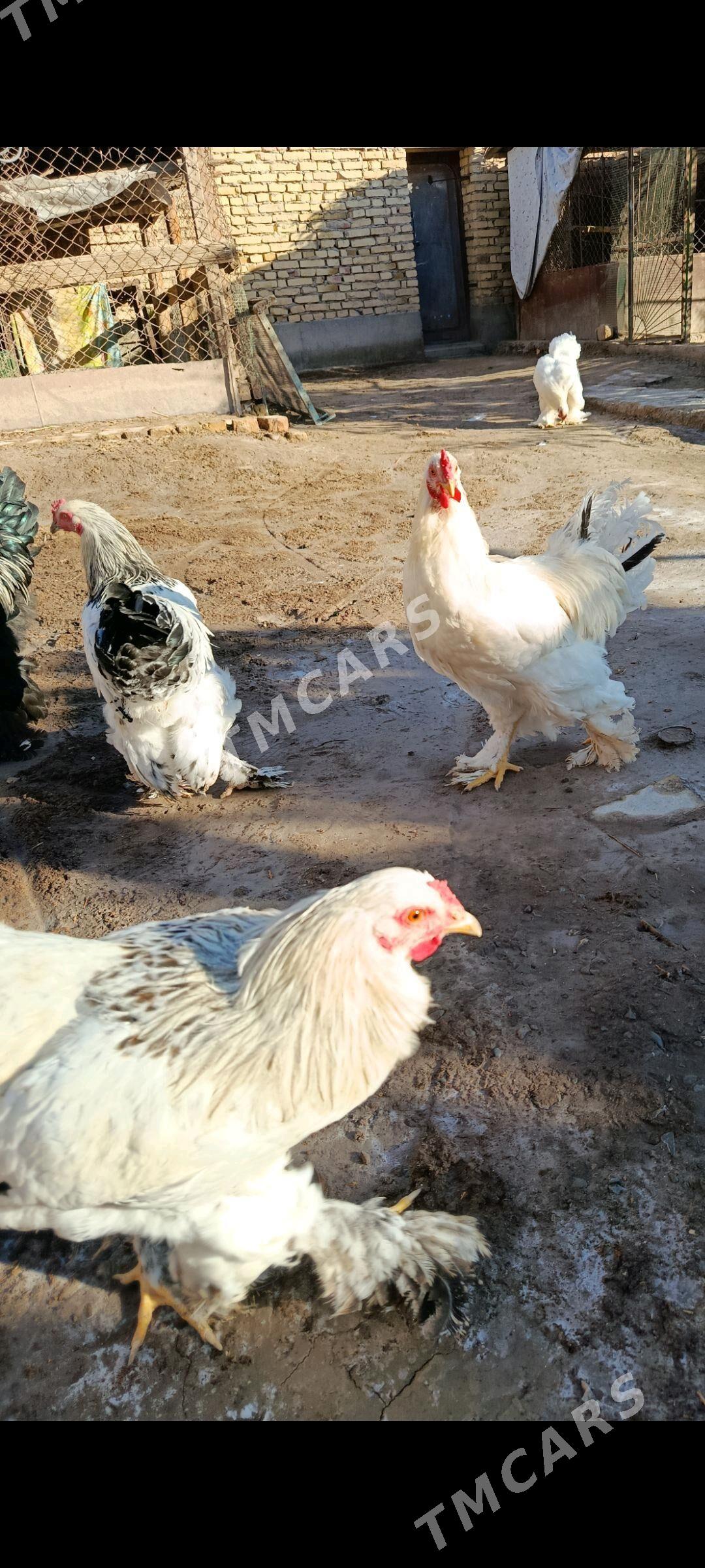 BRAMA HORAZLAR. - Türkmenabat - img 4
