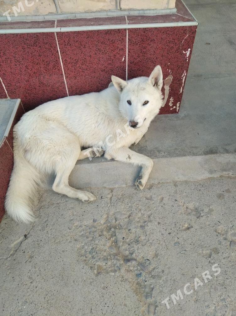 it - Sakarçäge - img 2