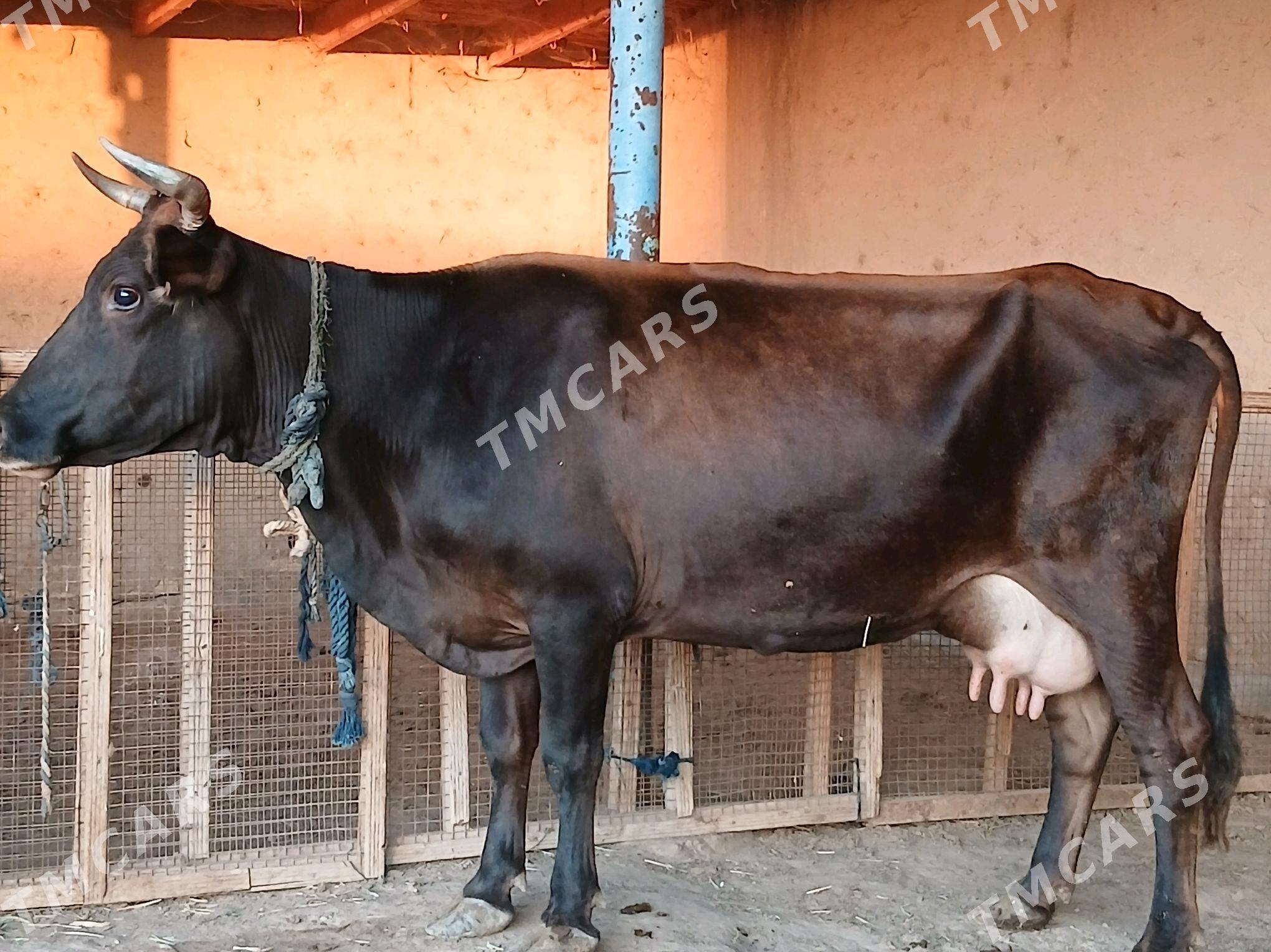 goleli - Wekilbazar - img 3