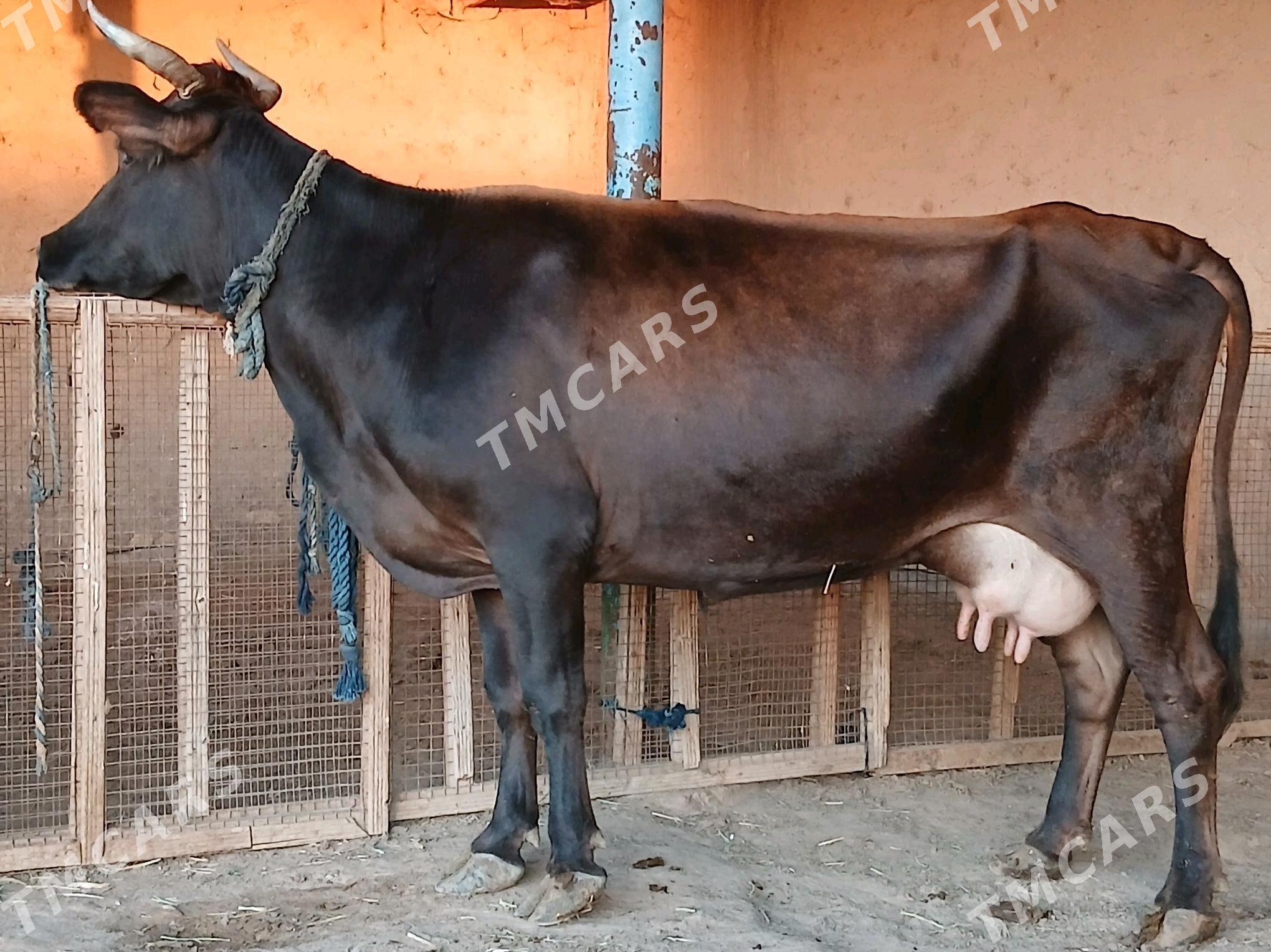 goleli - Wekilbazar - img 2