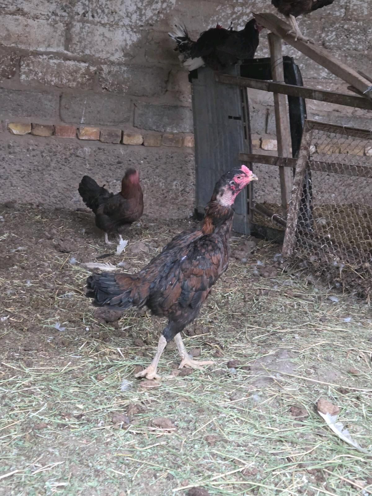 Özbek towuk - Туркменабат - img 4
