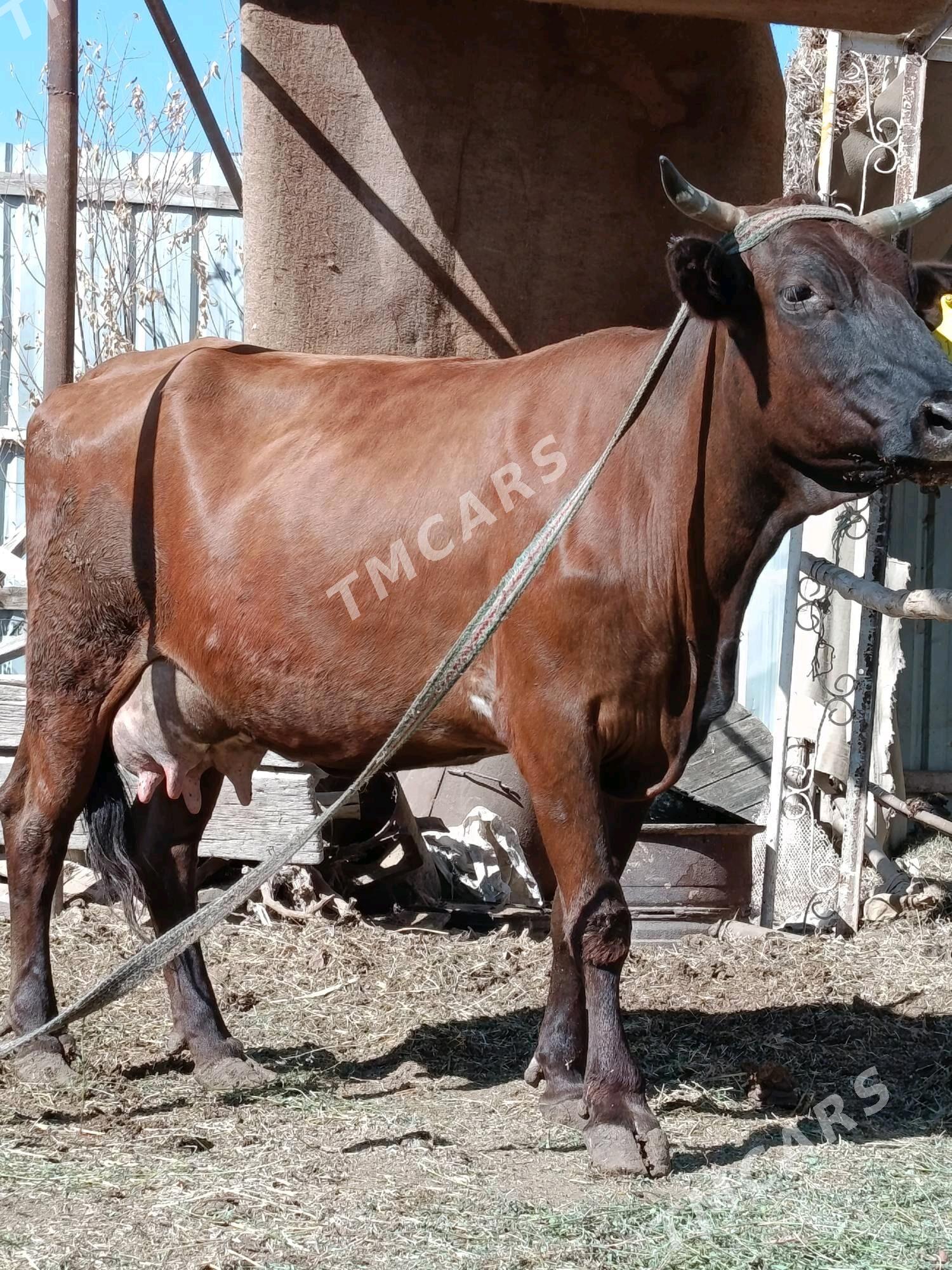 goleli. sygyr - Türkmenabat - img 2