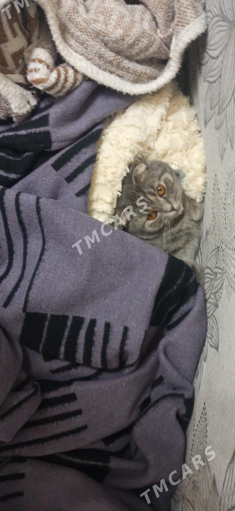 нужен кот на свидание - Туркменабат - img 3