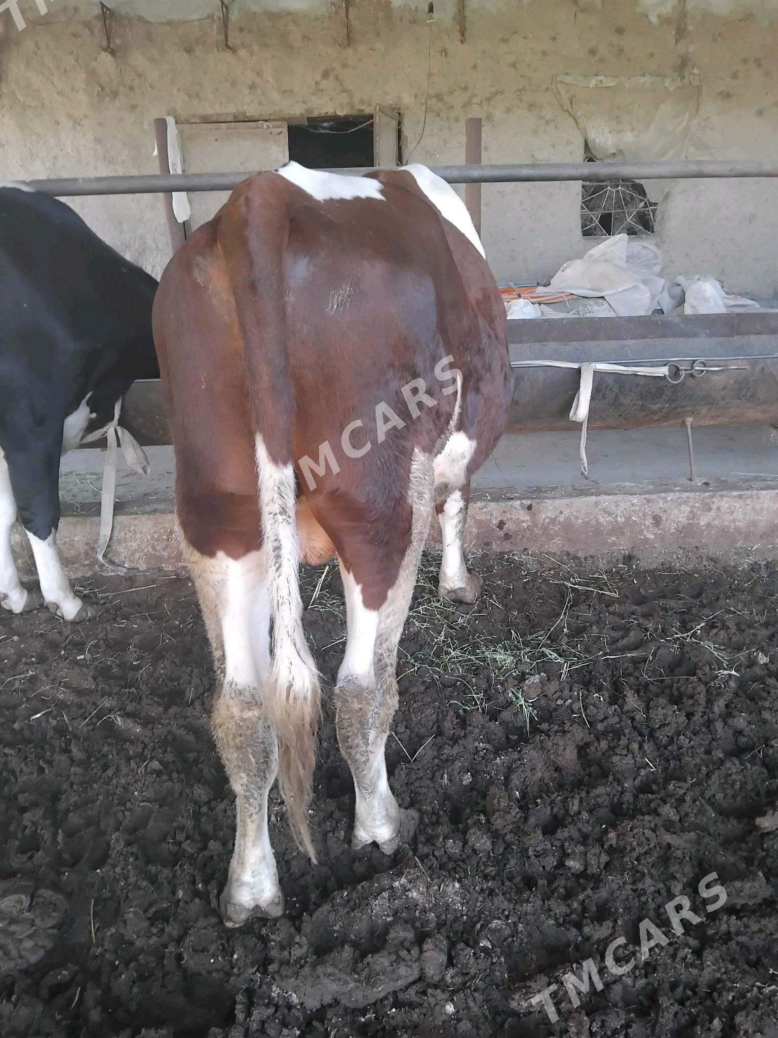 Mitis simmental - Туркменабат - img 2