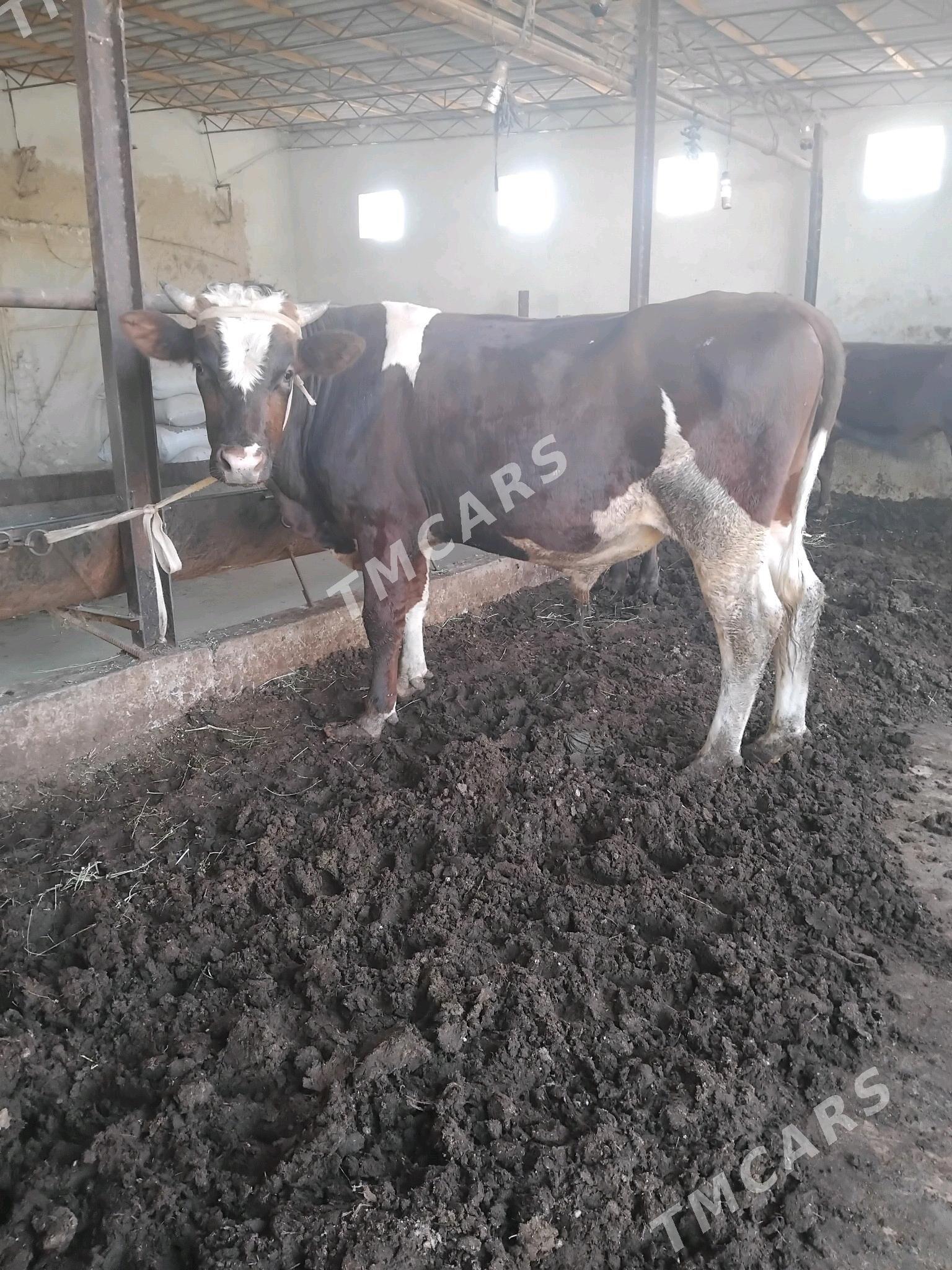 Mitis simmental - Туркменабат - img 3