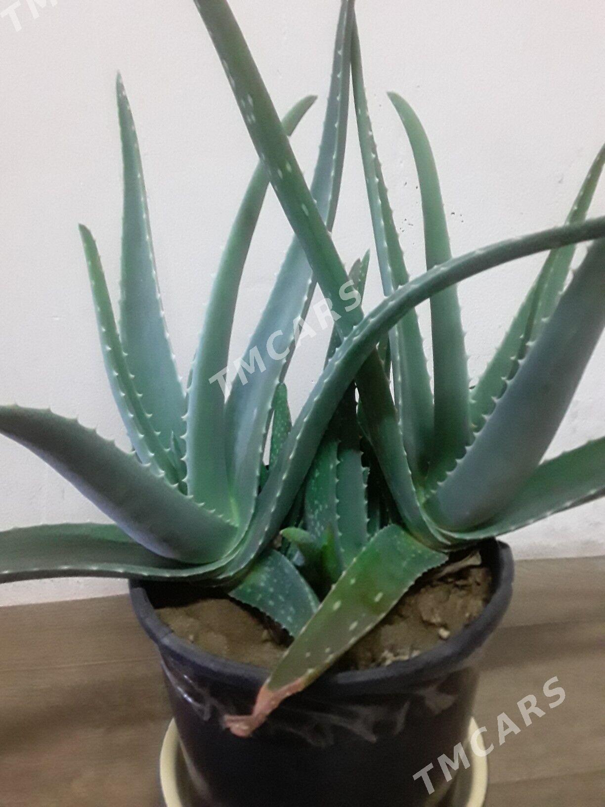 Aloe/алоэ - Туркменбаши - img 2