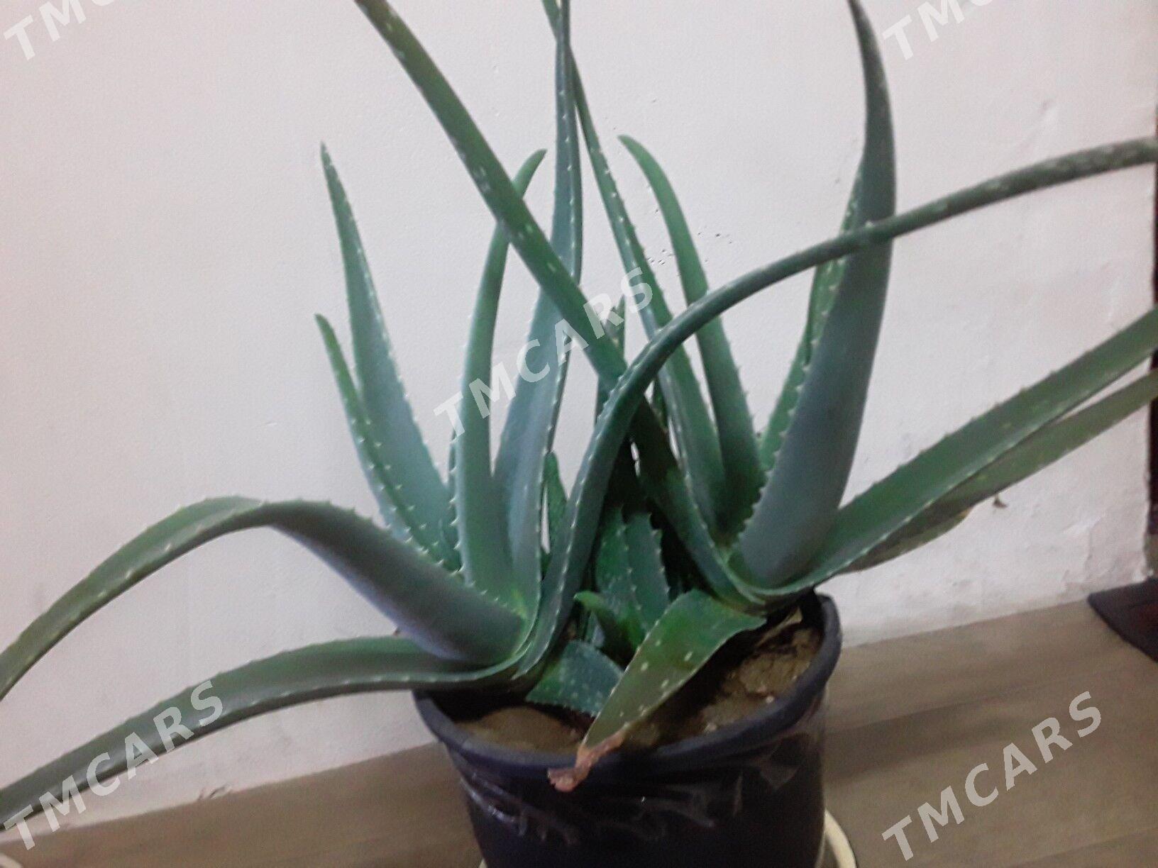 Aloe/алоэ - Туркменбаши - img 4