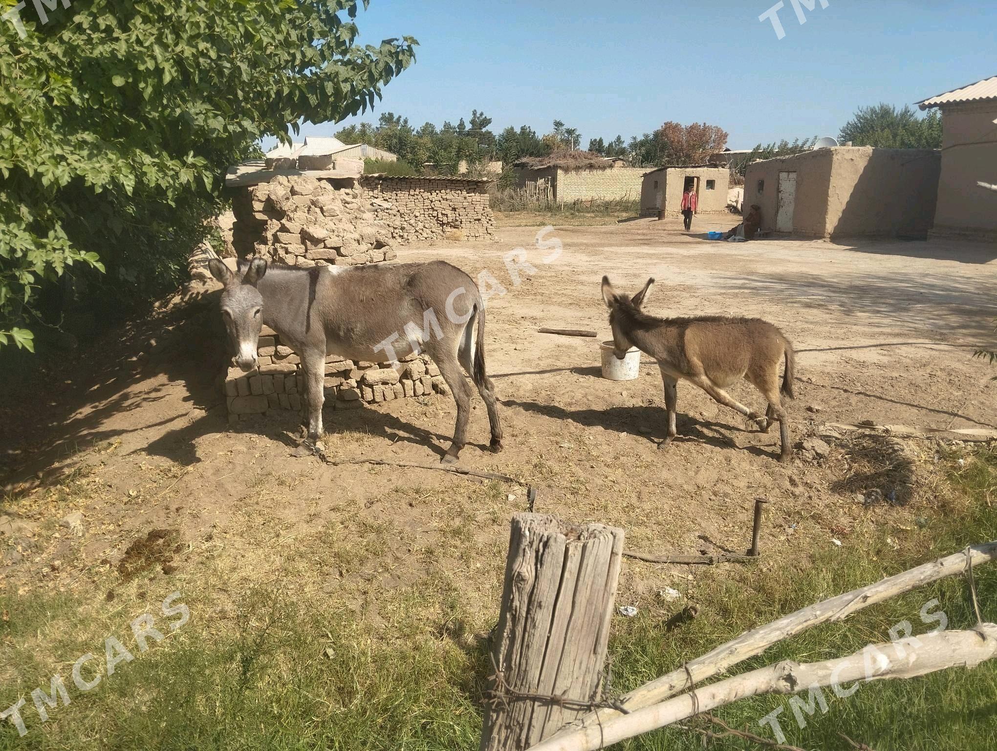Goleli sygyr - Mary - img 2