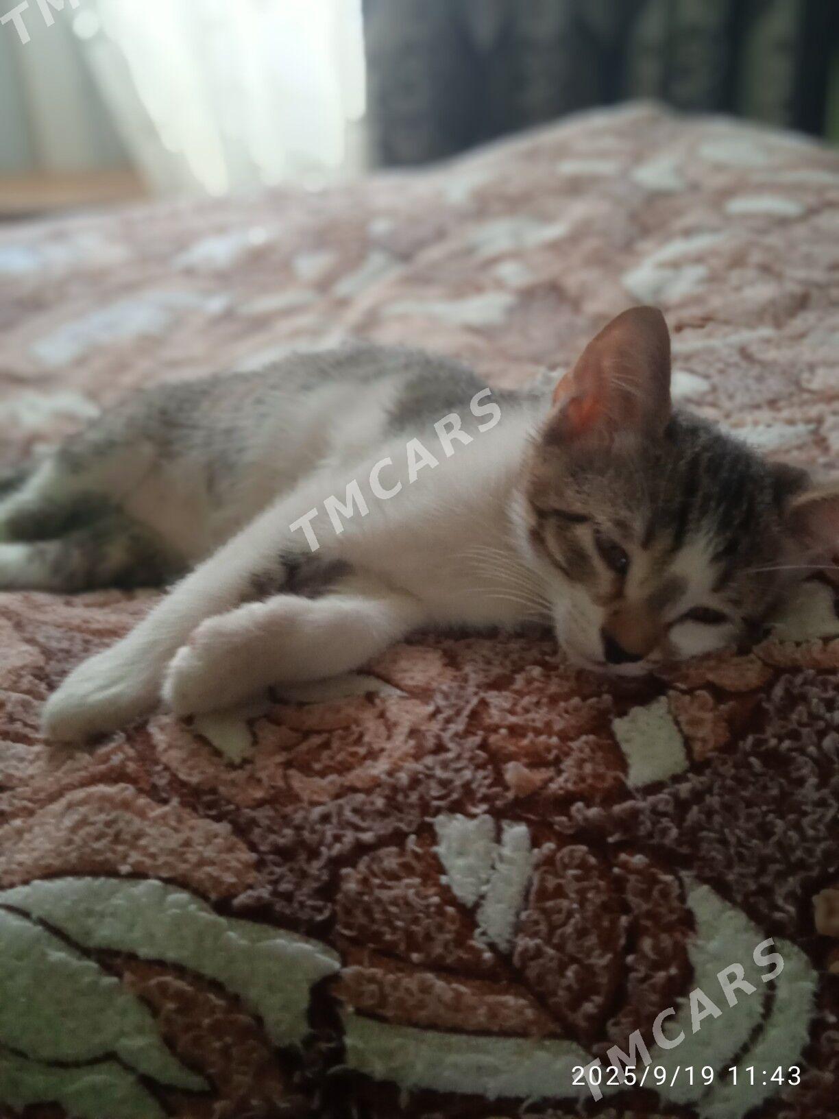 котята - Aşgabat - img 4