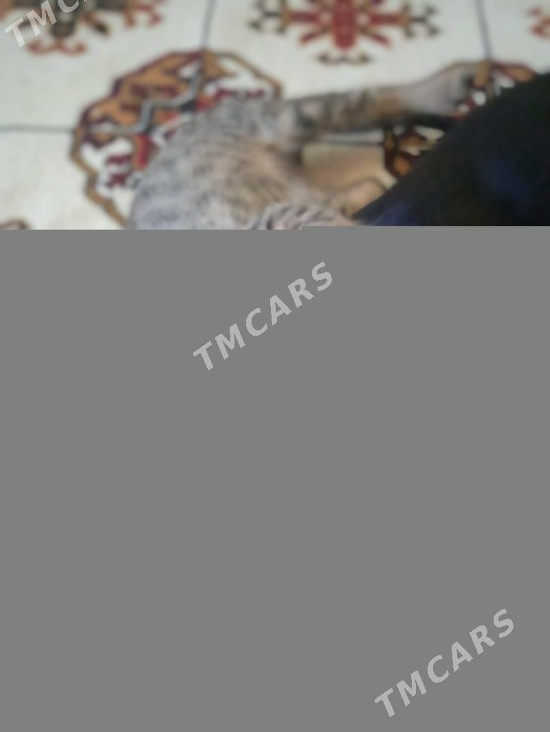 котята - Aşgabat - img 3
