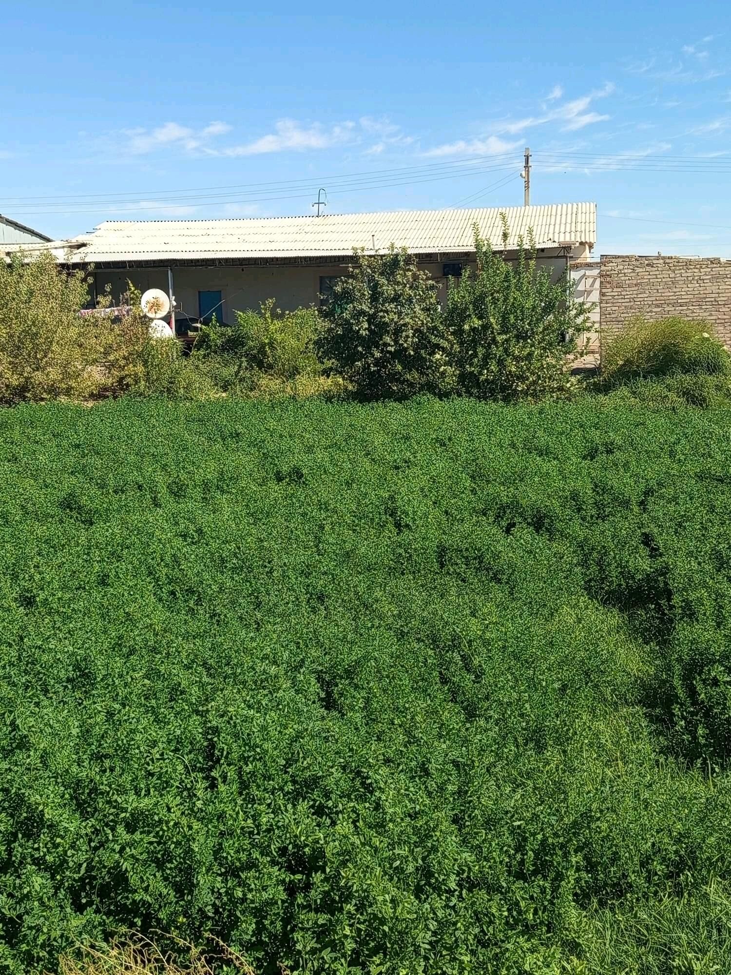 satlyk jay - Seýdi - img 3