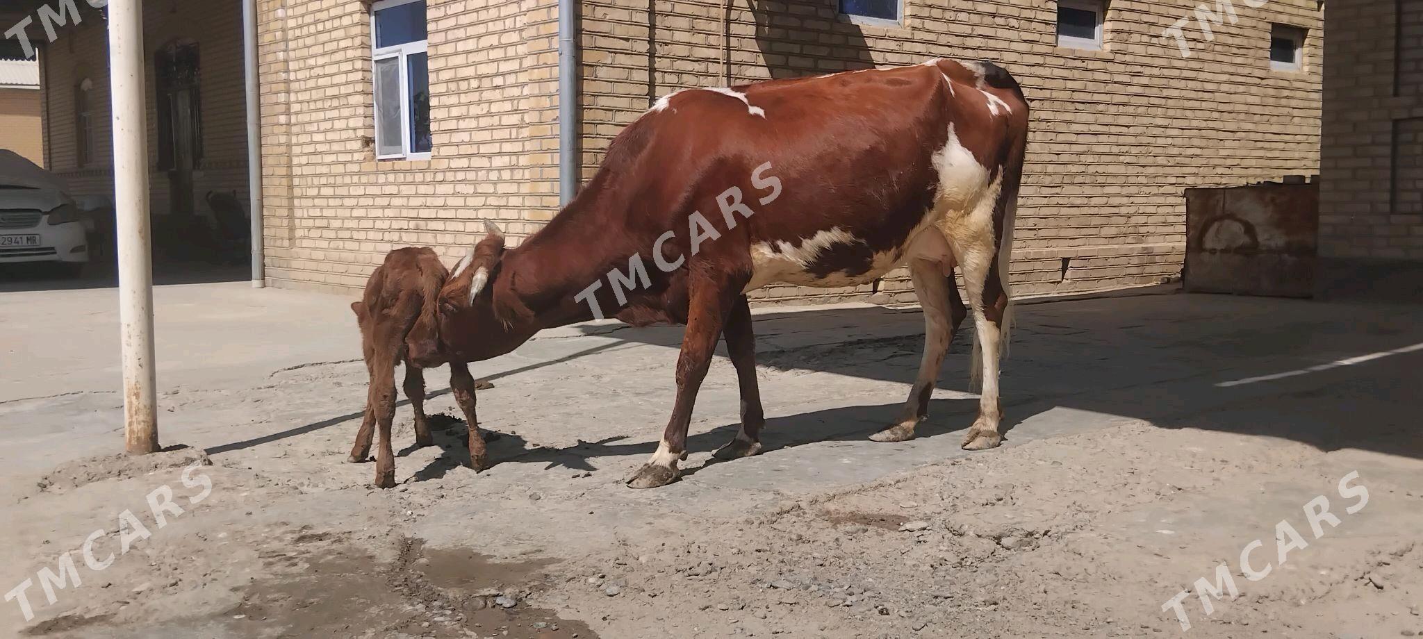 goleli sygyr - Wekilbazar - img 3