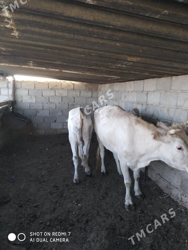 sygyr we gaçar - Türkmenbaşy - img 2