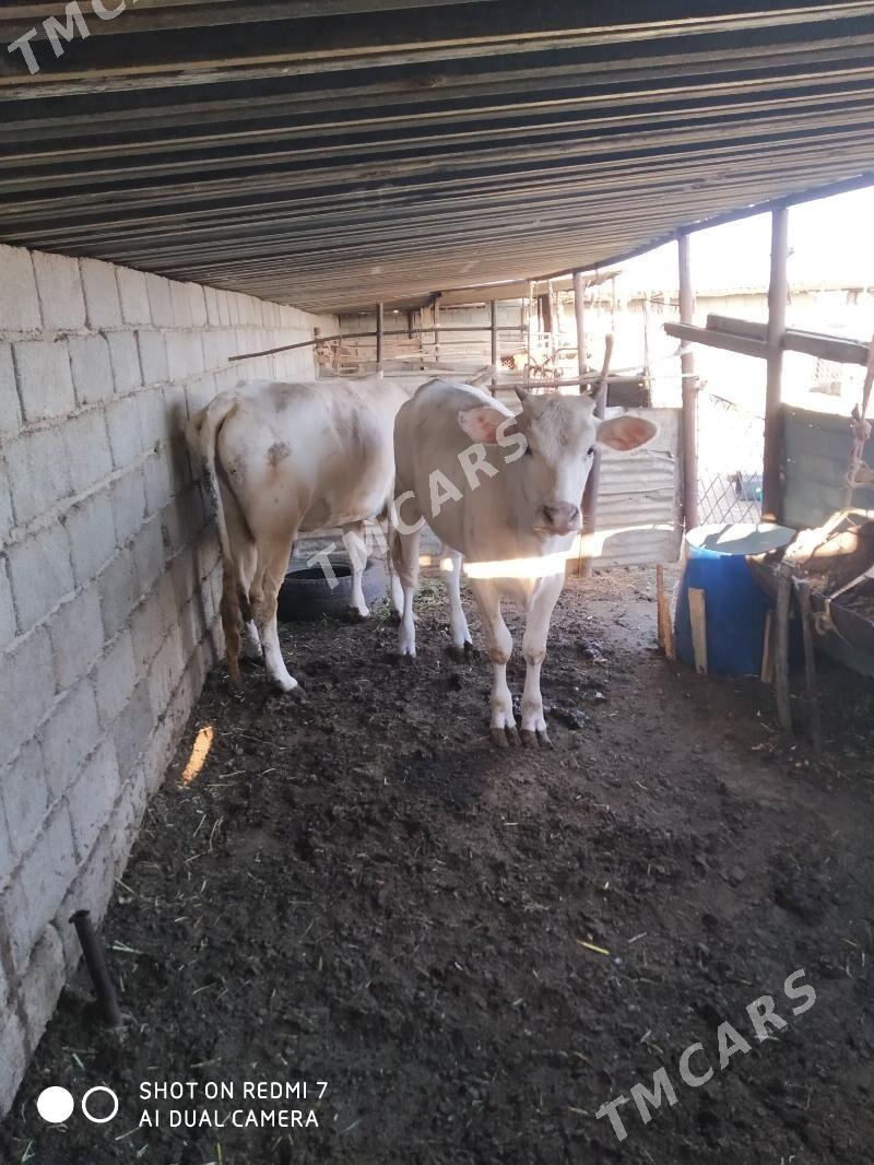 sygyr we gaçar - Türkmenbaşy - img 3