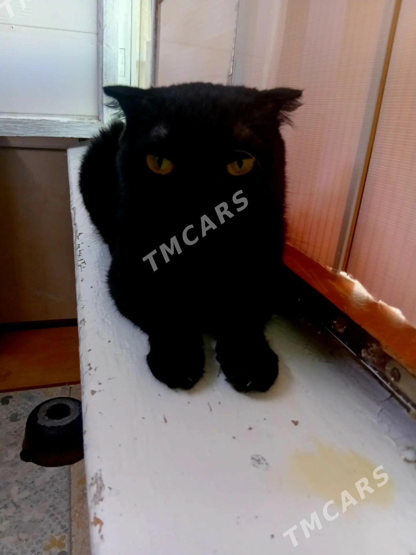 Котята в добрые руки - Aşgabat - img 4