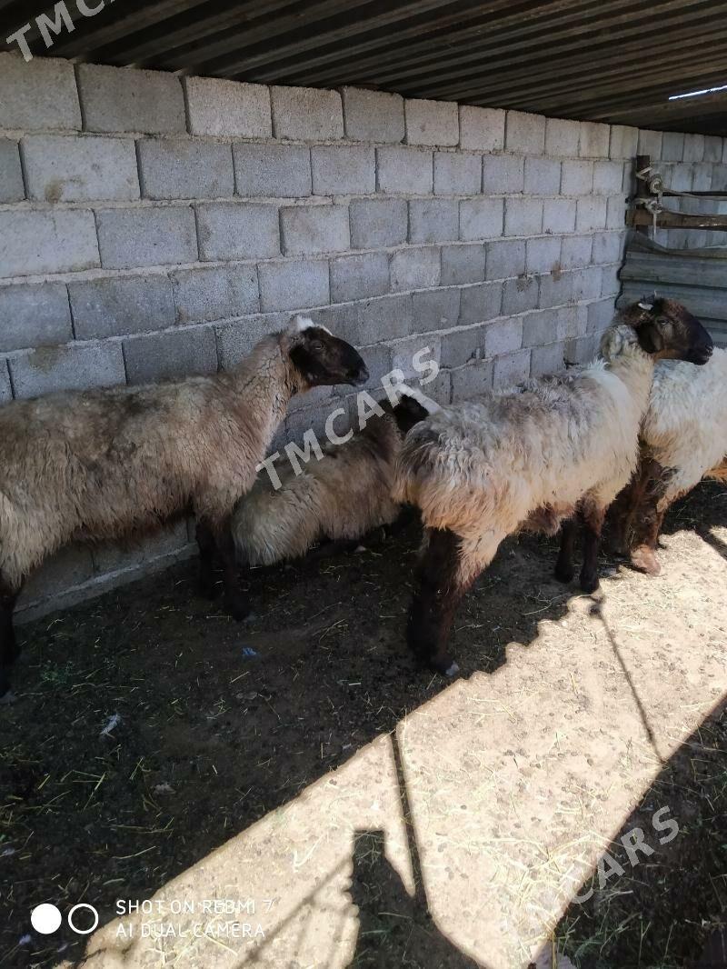 goÿun - Türkmenbaşy - img 2