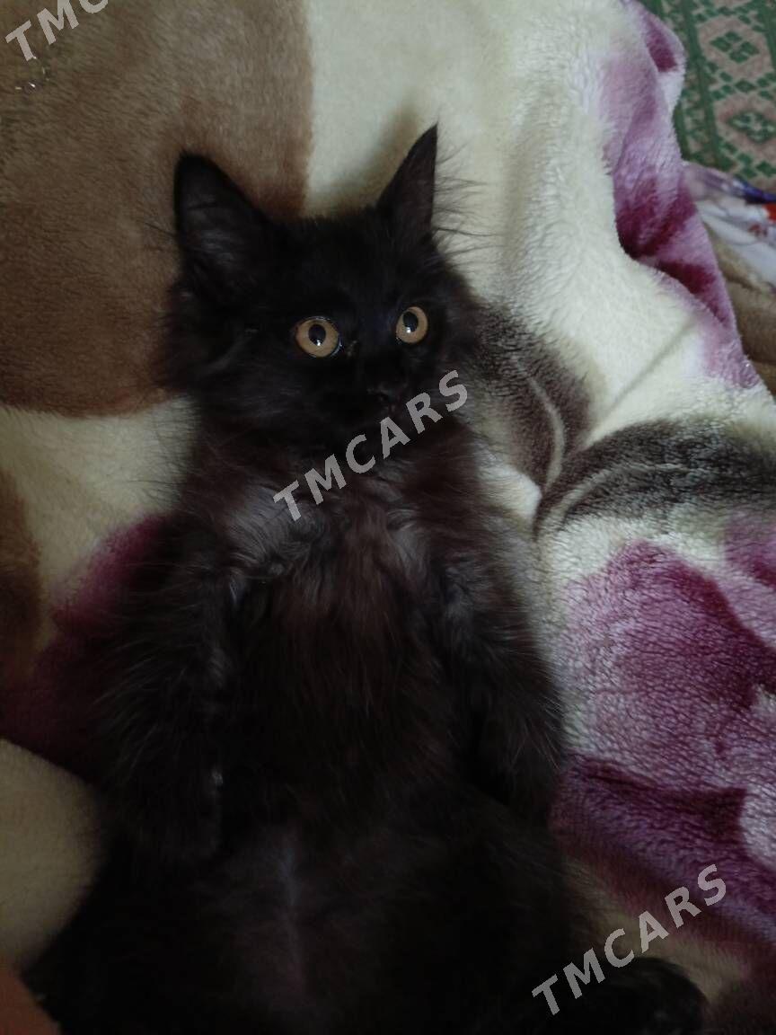 котенок - Türkmenabat - img 4