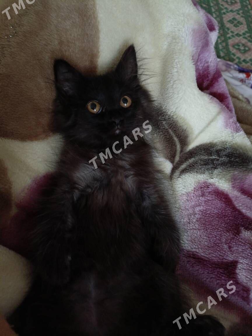 котенок - Türkmenabat - img 3