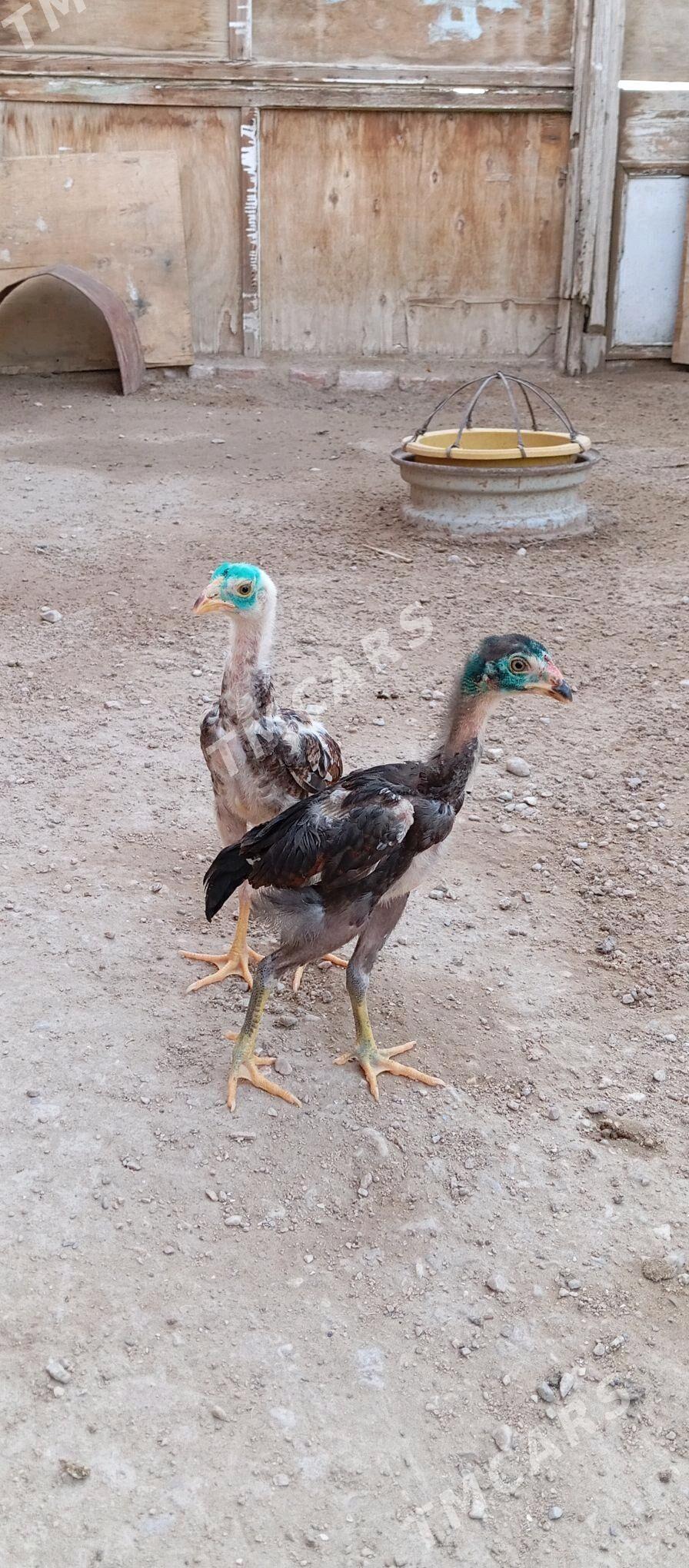 Taşkent jüje - Jebel - img 2