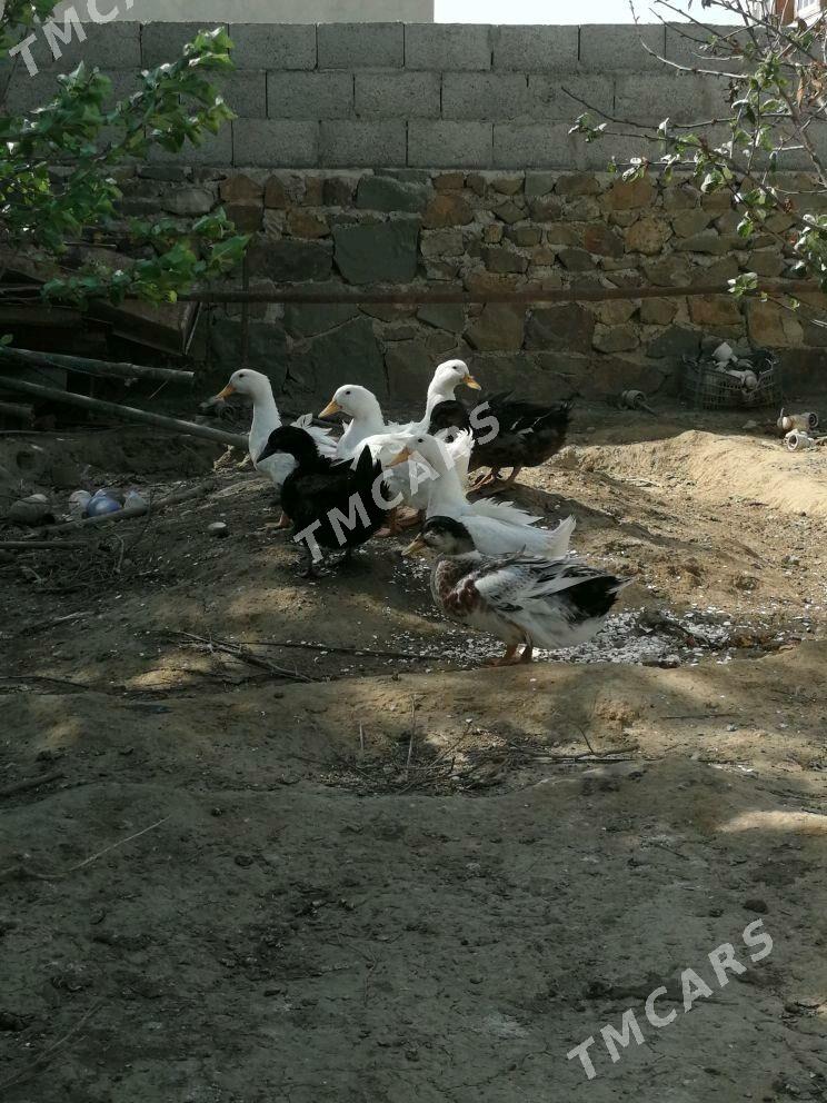 ordek gak gak - Bereket - img 2