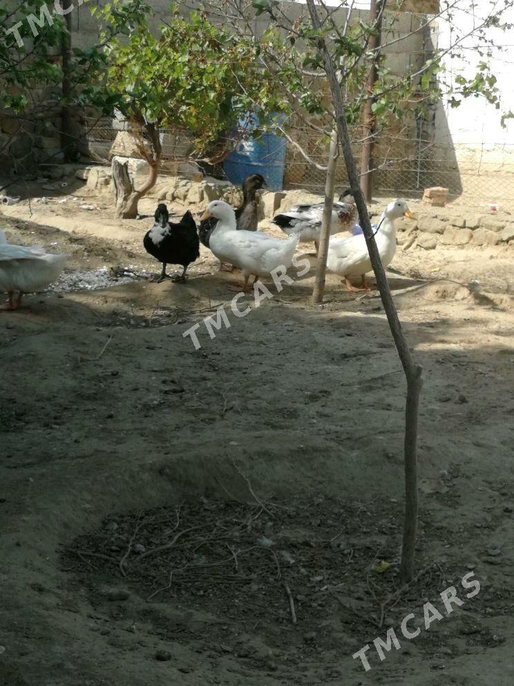 ordek gak gak - Bereket - img 3