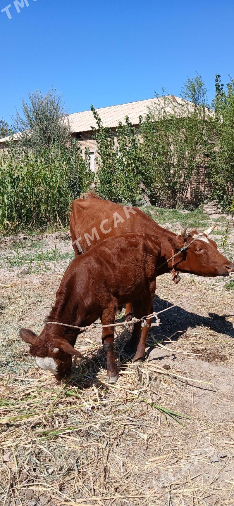 Göleli sygyr - Gubadag - img 3