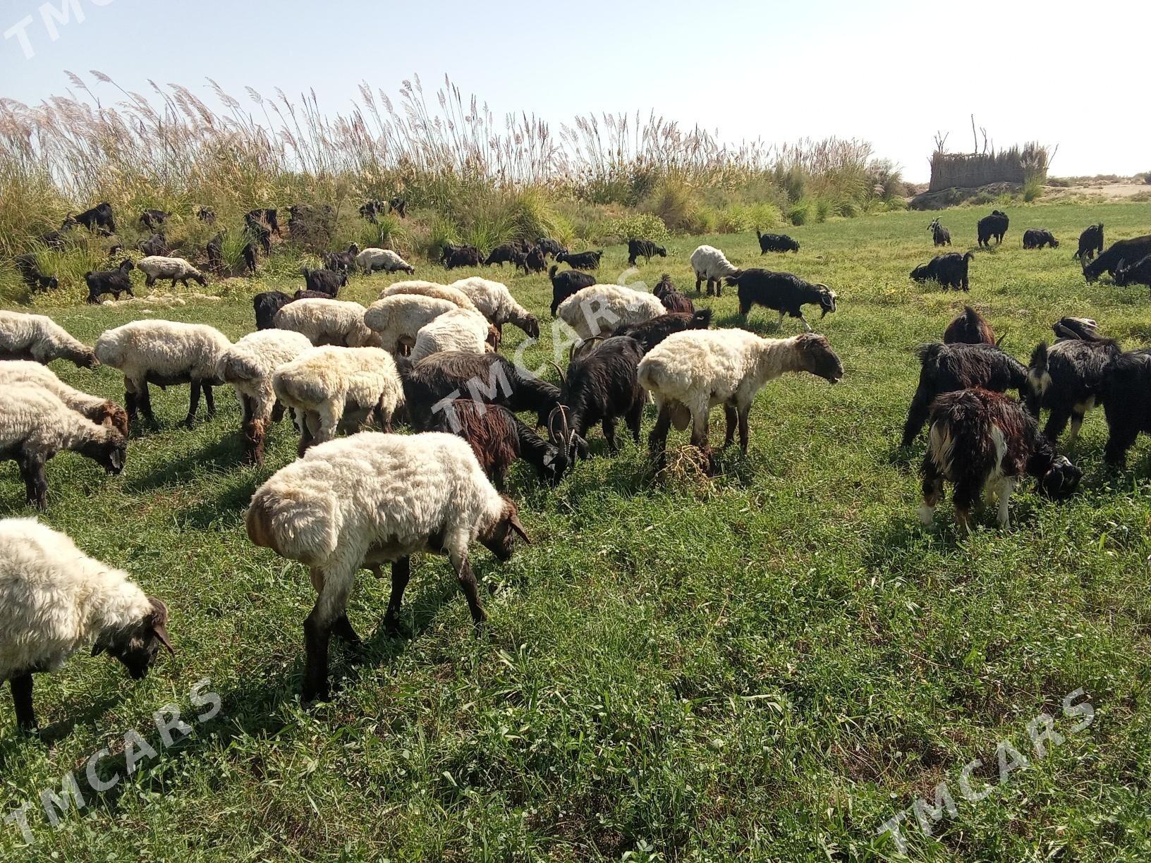 Yerli geçiler - Сакарчага - img 4