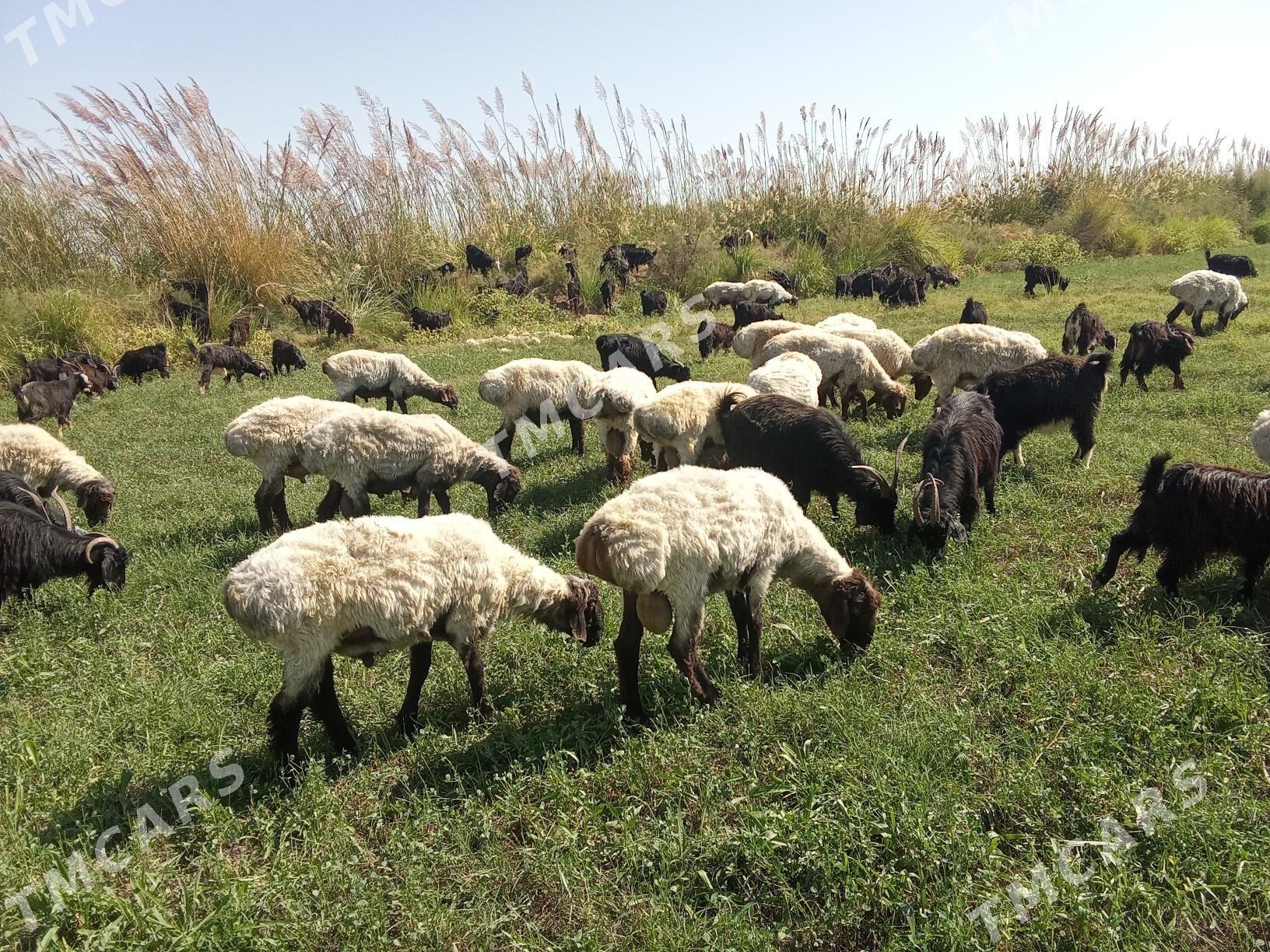Yerli geçiler - Сакарчага - img 5