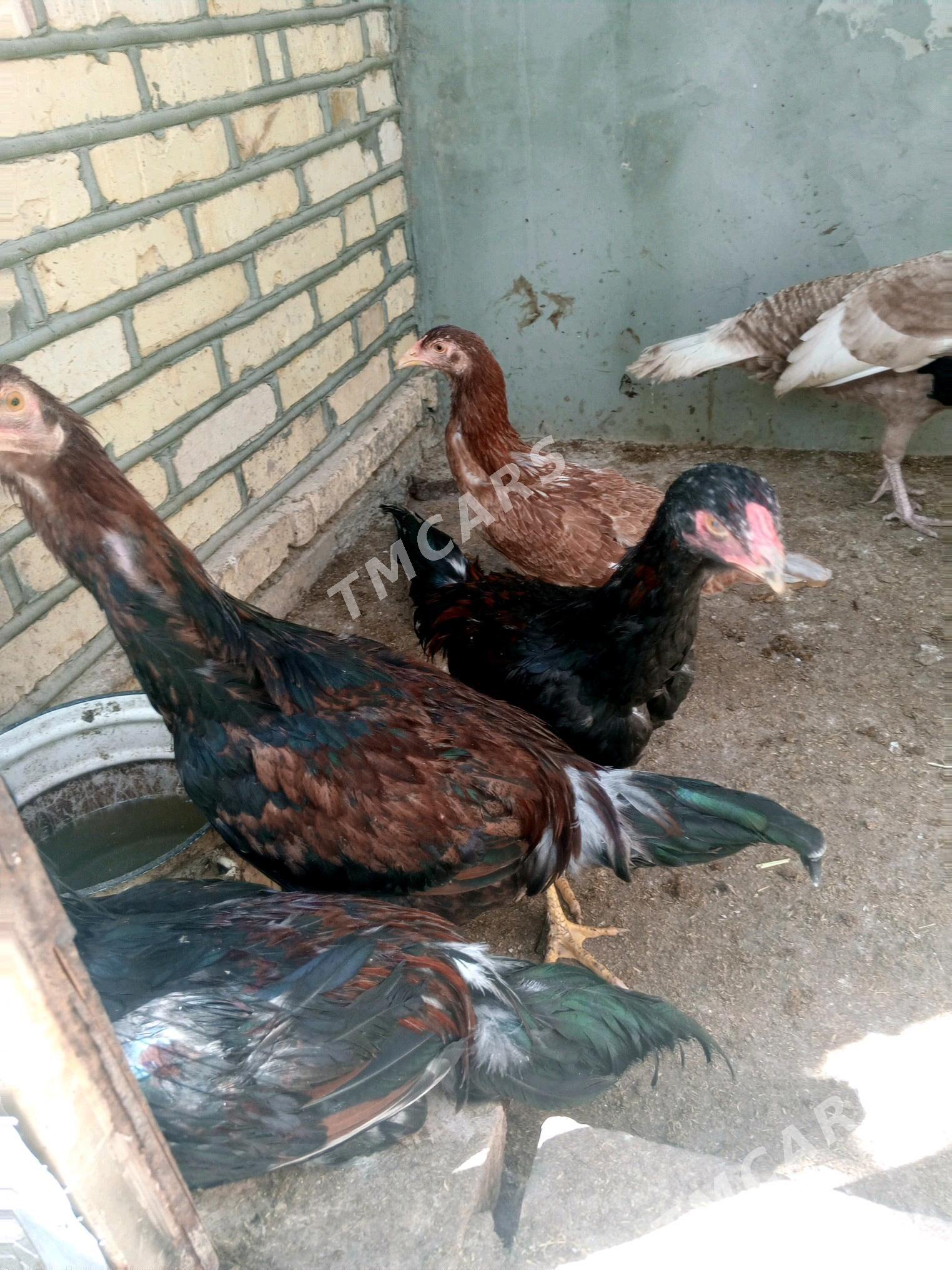 urşgan towuk - Мургап - img 4